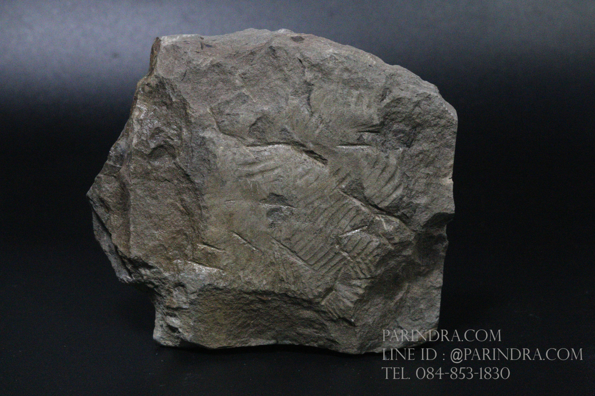 ฟอสซิลเฟิร์น ชนิด Callipteridium gigas จาก SPAIN #FRN001