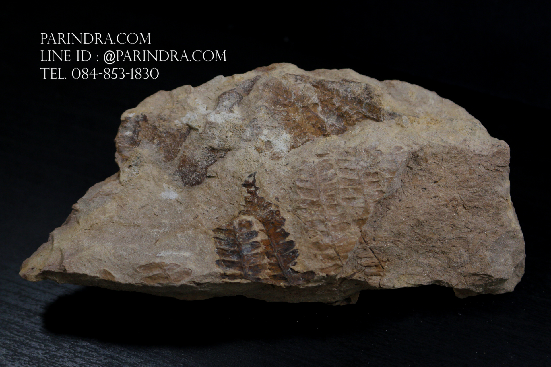 ฟอสซิลเฟิร์น ชนิด Polymorphopteris magdalenae จาก SPAIN #FRN006