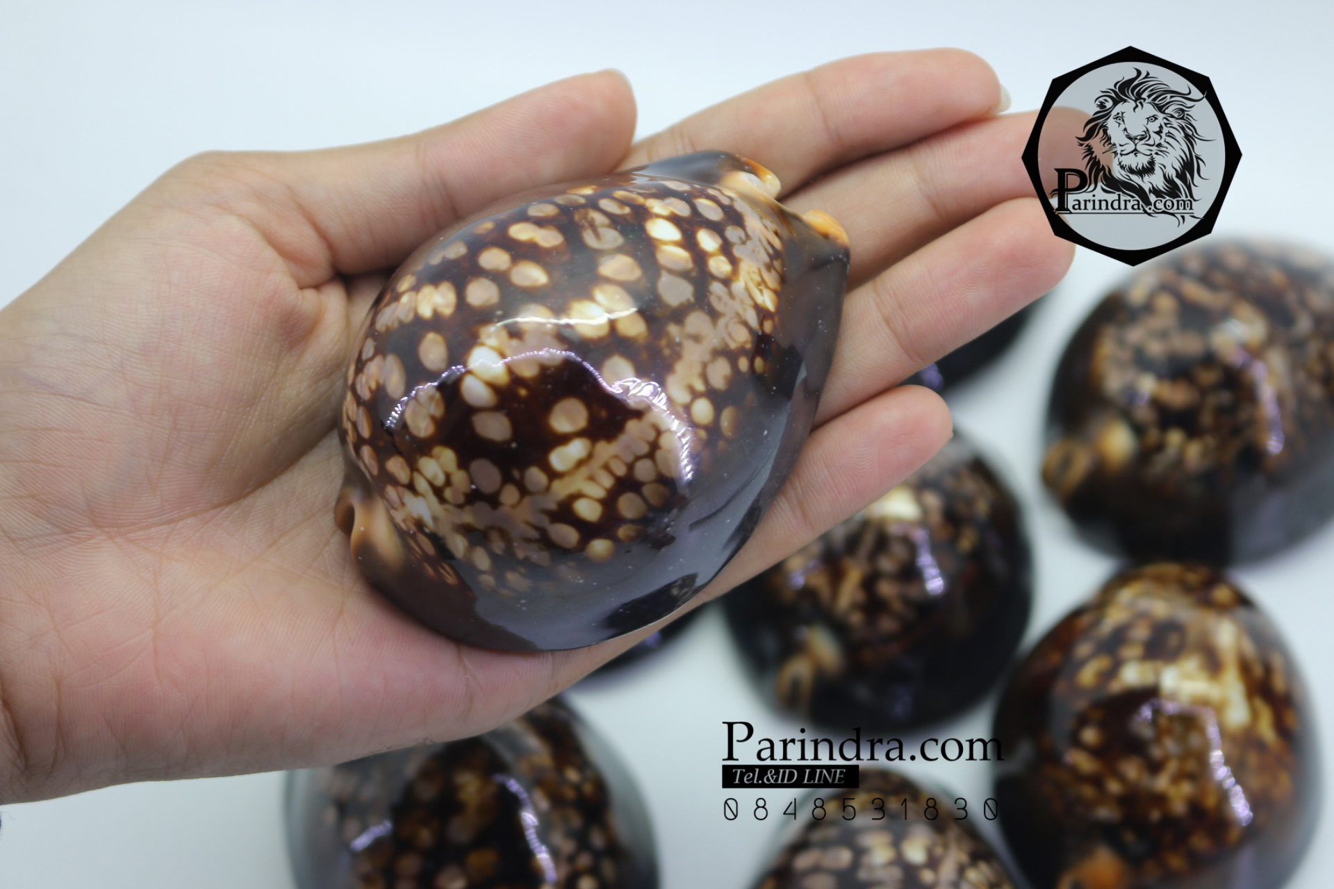 ขายเปลือกหอยเบี้ยหลังค่อม หอยเบี้ยควาย หอยเบี้ยครู #Mauritia mauritiana ขนาด 3 นิ้ว