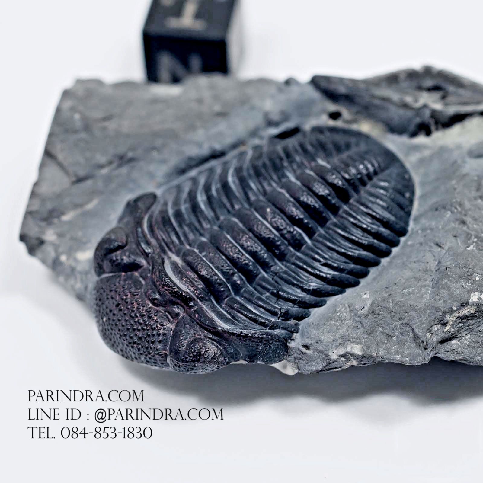ฟอสซิล Trilobite Eldredgeops & Mucrospirifer หายาก, USA #TLB010