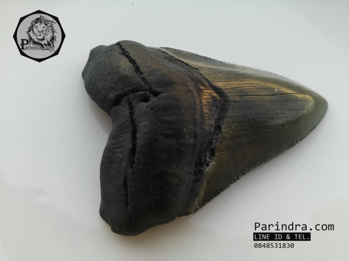 ฟันฉลามยักษ์เมกกาโลดอน Megalodon จาก South Carolina USA ขนาด 3 1/8 นิ้ว #MGT002