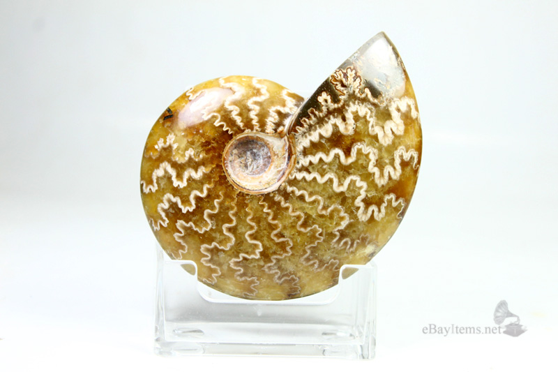 ฟอสซิลหอย Ammonite (Cleoniceras besairiei) L1