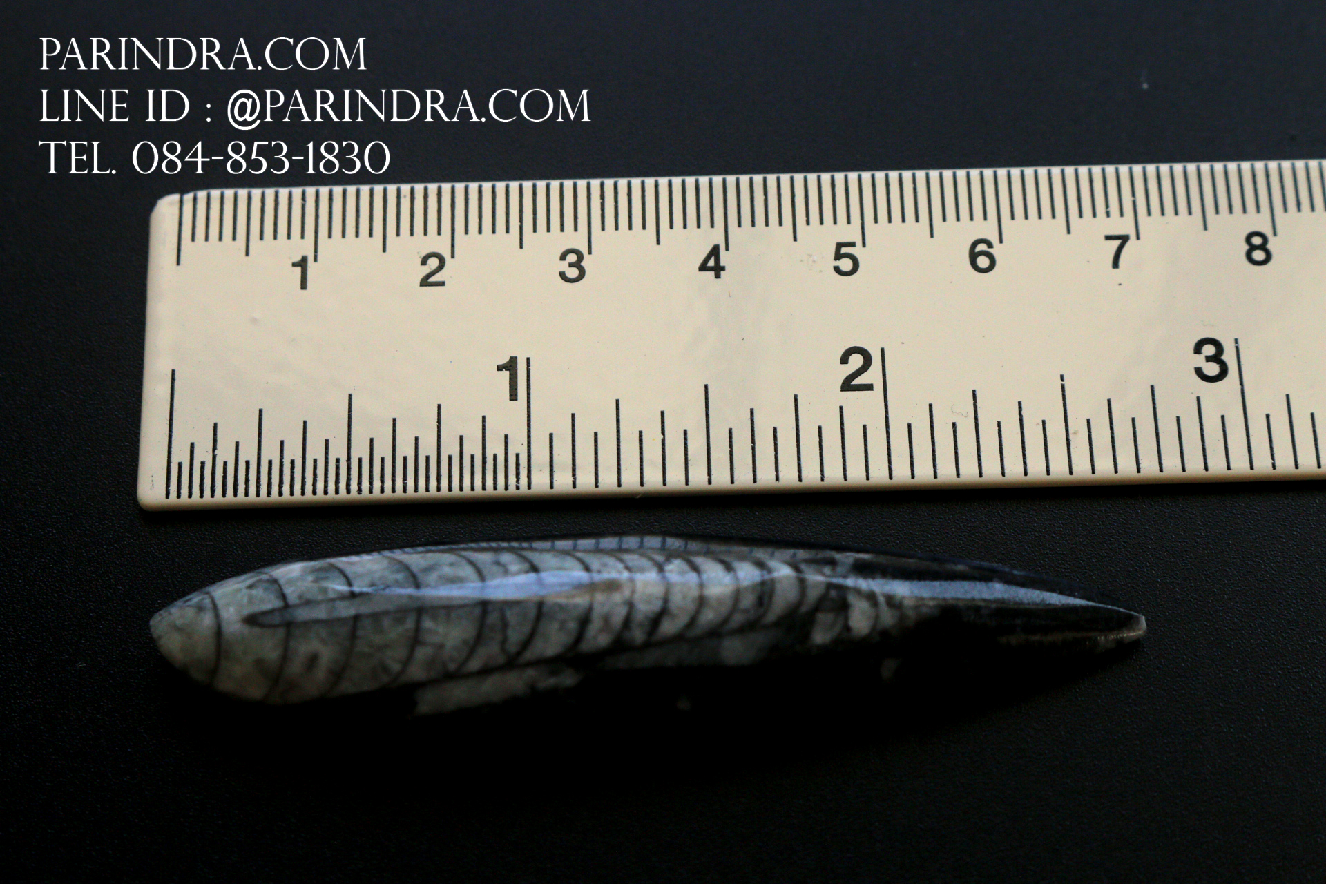 ฟอสซิล Nautiloid ออโทเซอรัส (Orthoceras sp.) - จาก Morocco #OT005