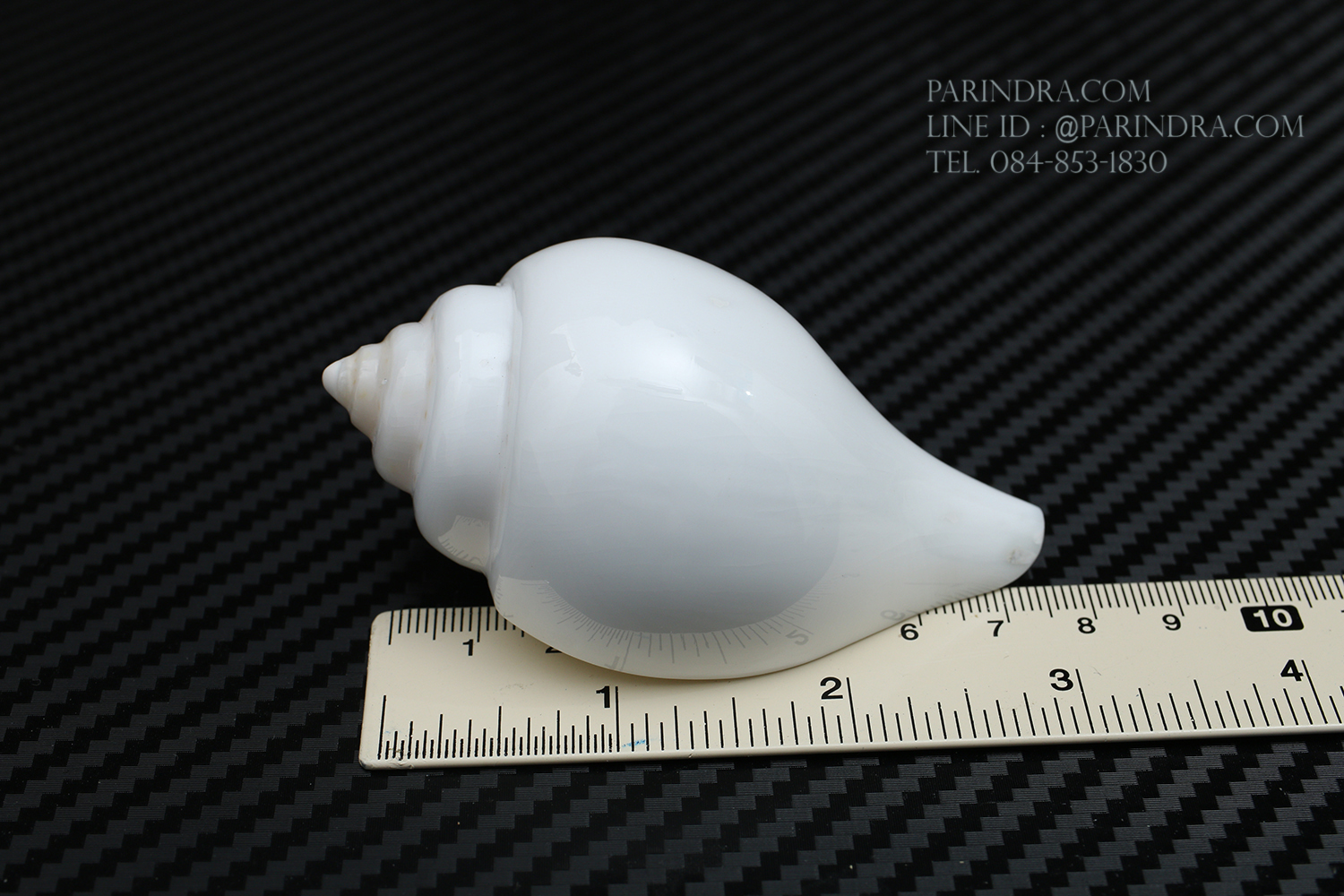 หอยสังข์อินเดียแท้ หอยสังข์เป่า หอยสังข์รดน้ำ (Turbinella pyrum) ขนาด 3 นิ้ว #TUP001