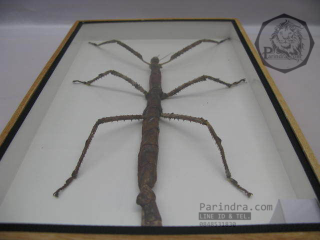แมลง ตั๊กแตนกิ่งไม้ ( Tirachoidea westwoodi) ในกรอบไม้สีน้ำตาล สำหรับตั้งโชว์ ขนาด 8 x 12 นิ้ว