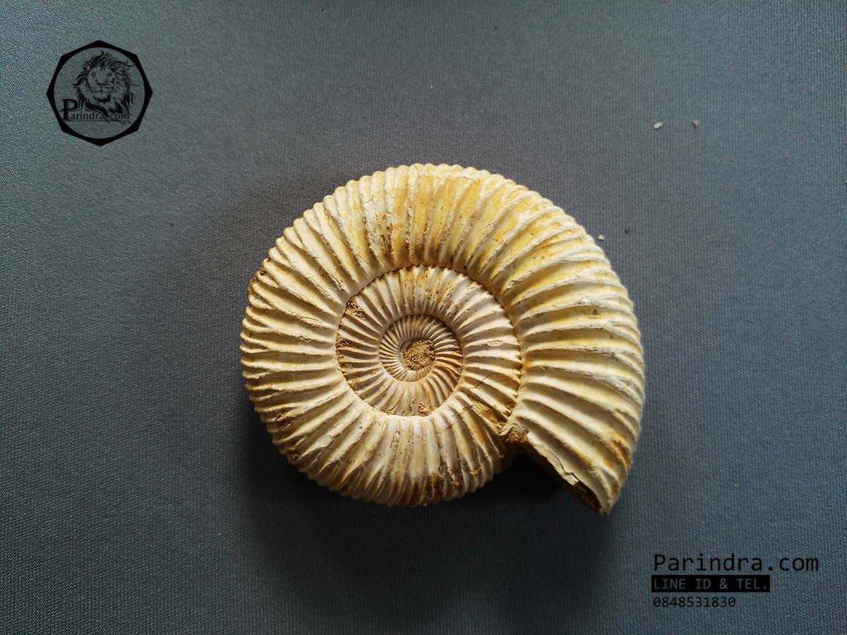 ฟอสซิลหอยแอมโมไนท์ (Perisphinctes virguloides) Fossil จากประเทศ Madagascar #AM013