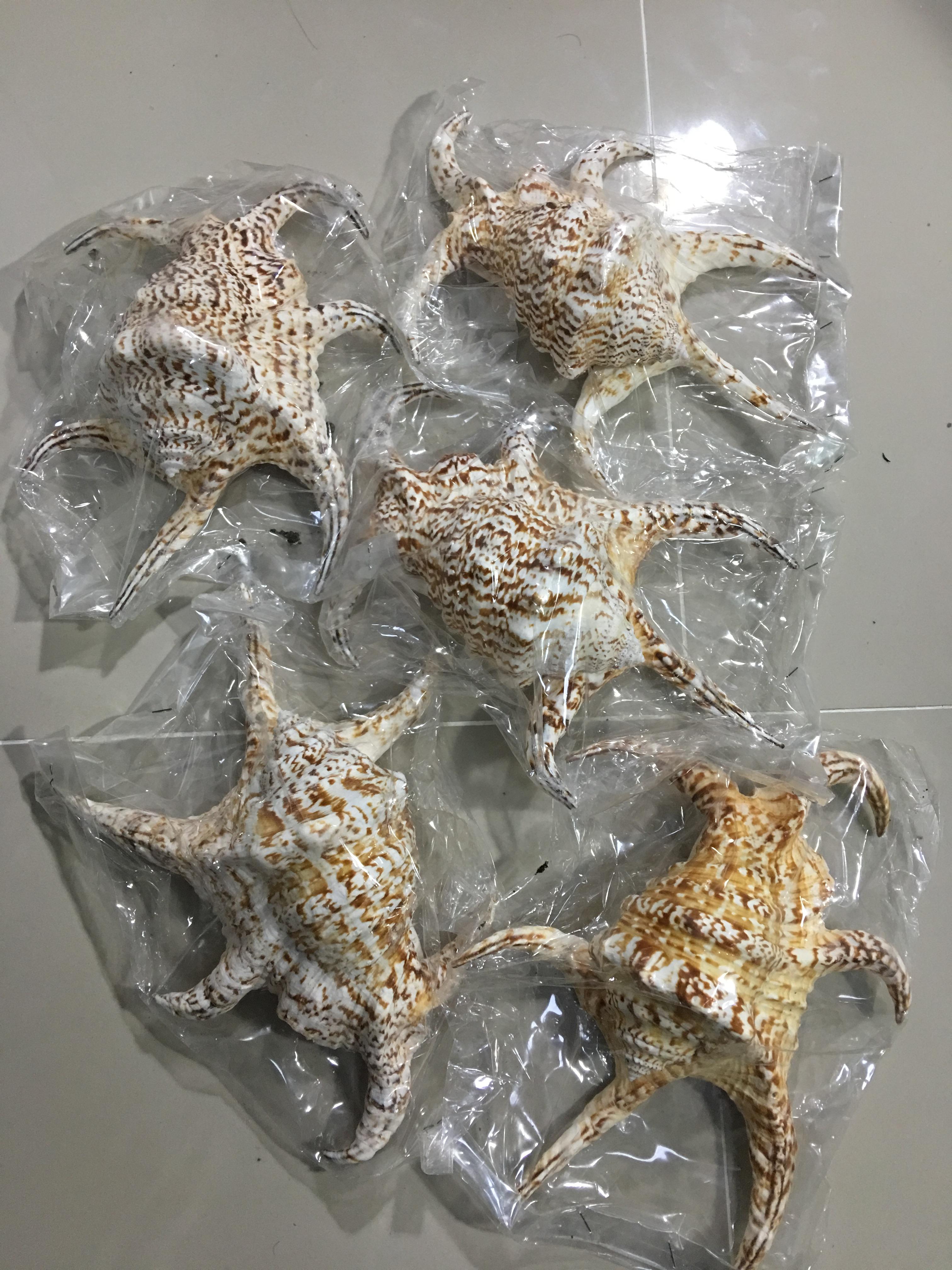 ขายเปลือกหอยจักรนารายณ์ Lambis chiragra สภาพสมบูรณ์ ขนาด 8 นิ้ว