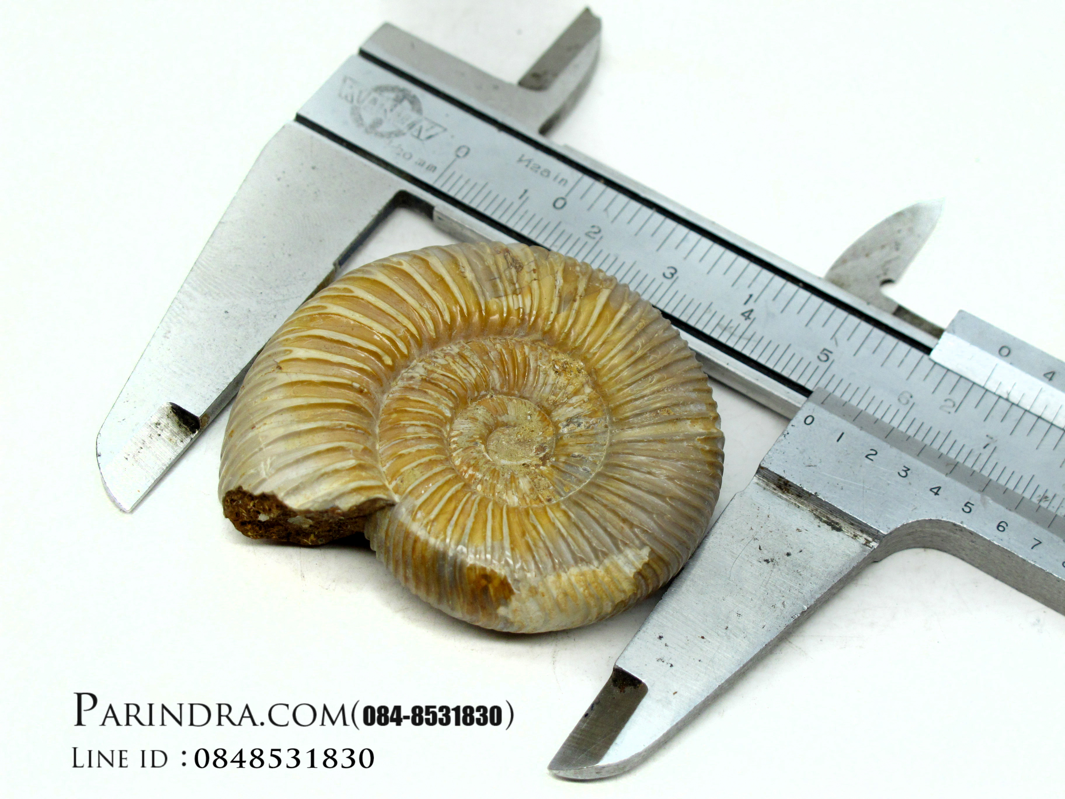 ฟอสซิลหอยแอมโมไนท์ (Perisphinctes virguloides) Fossil จากประเทศ Madagascar #AM010