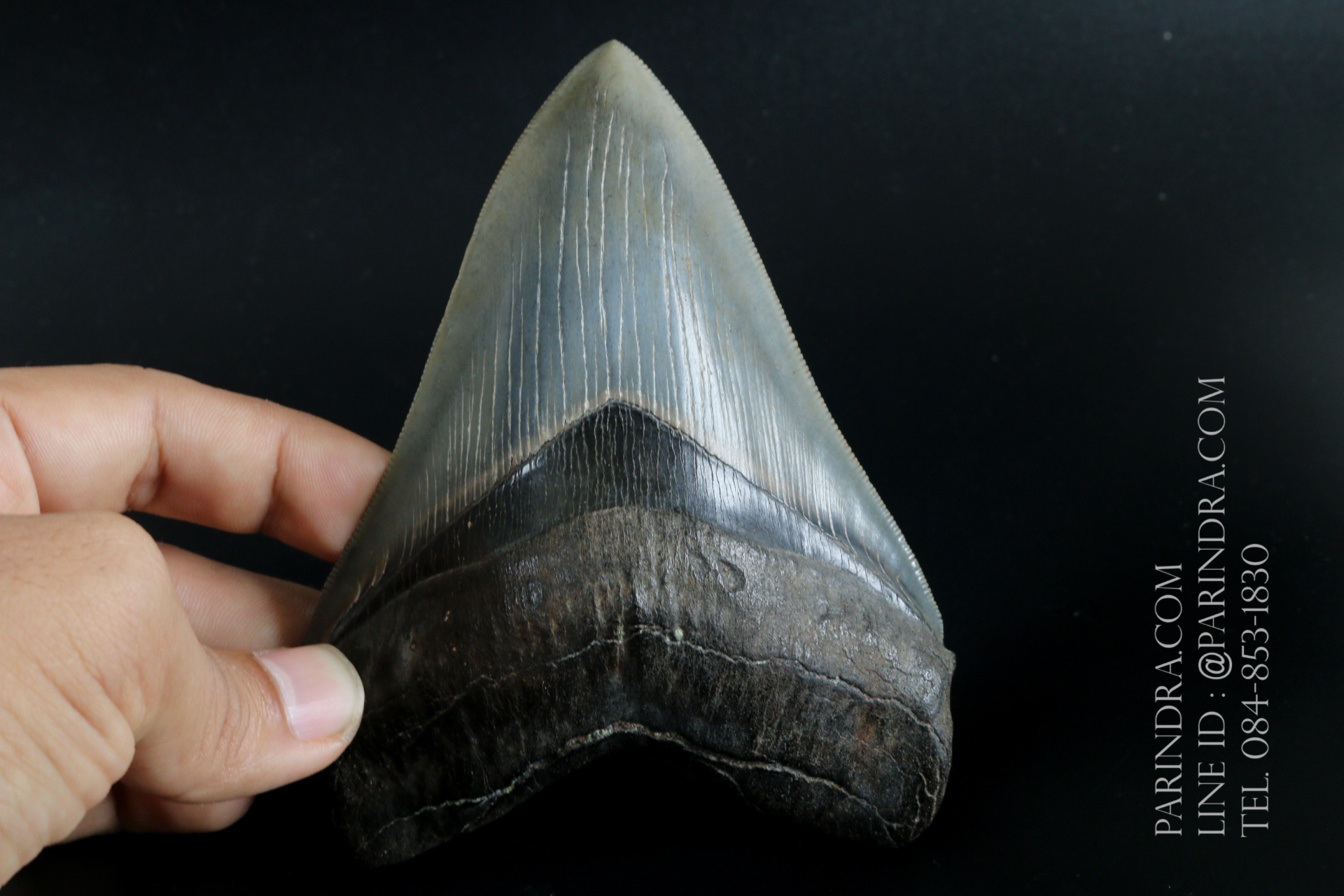 ฟันฉลามยักษ์เมกาโลดอน Megalodon 4.9" เกรด A ระดับโชว์ในพิพิธภัณฑ์ #MGT007
