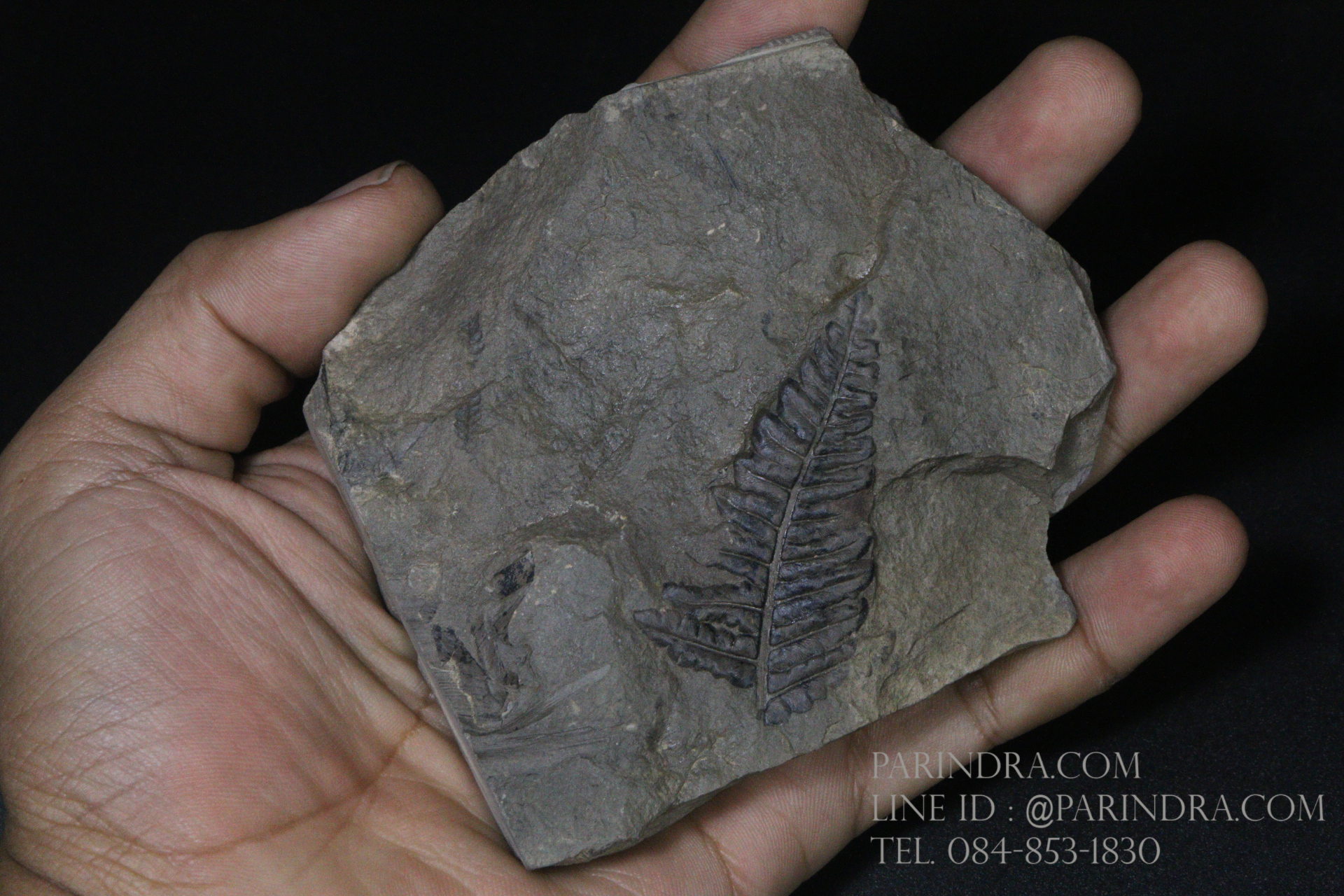 ฟอสซิลเฟิร์น ชนิด Callipteridium gigas จาก SPAIN #FRN001