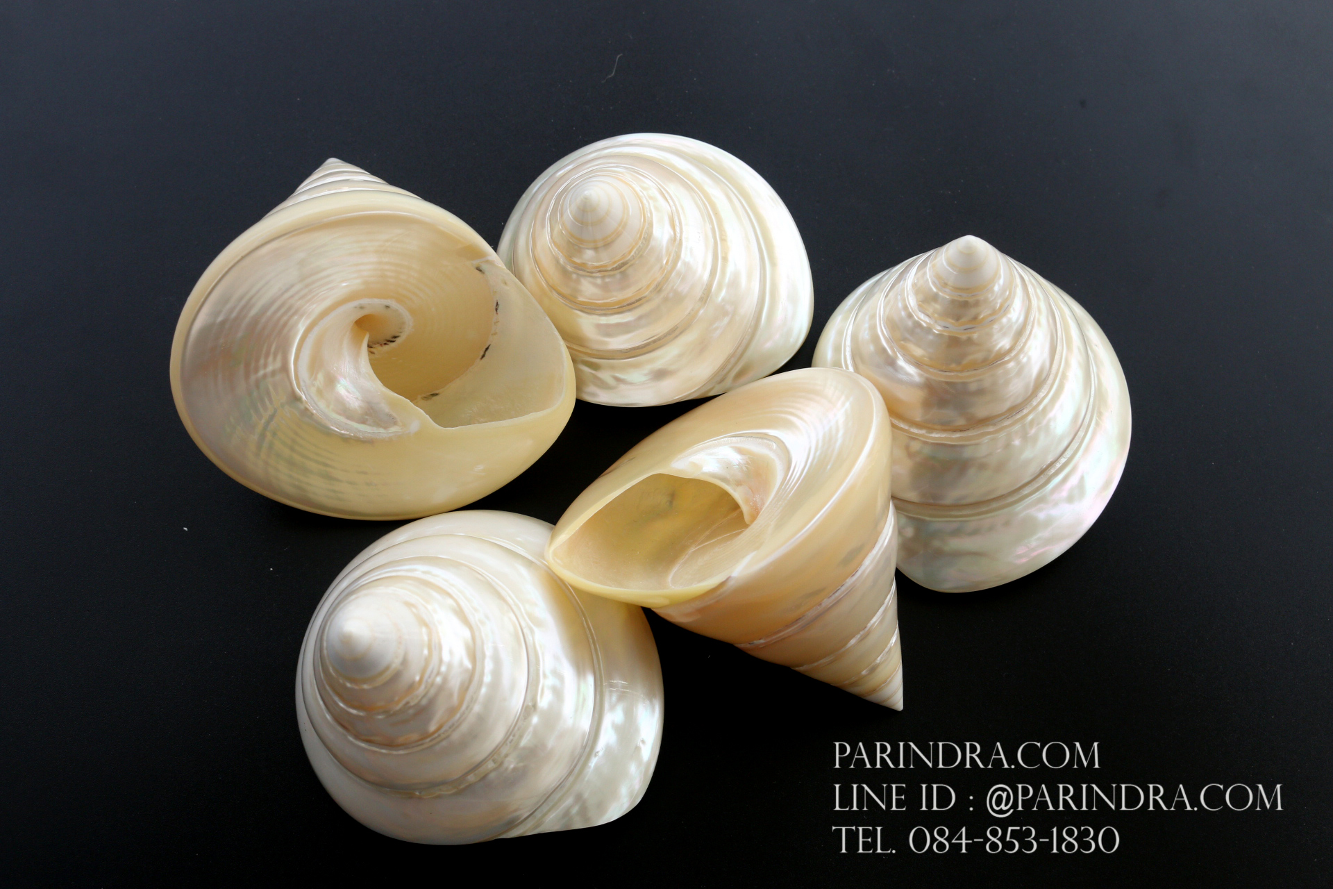 ขายเปลือกหอยนมสาว Trochus niloticus ขนาด 3.4 - 3.5 นิ้วสภาพสมบูรณ์ ผิวขัดมัน สวยงาม