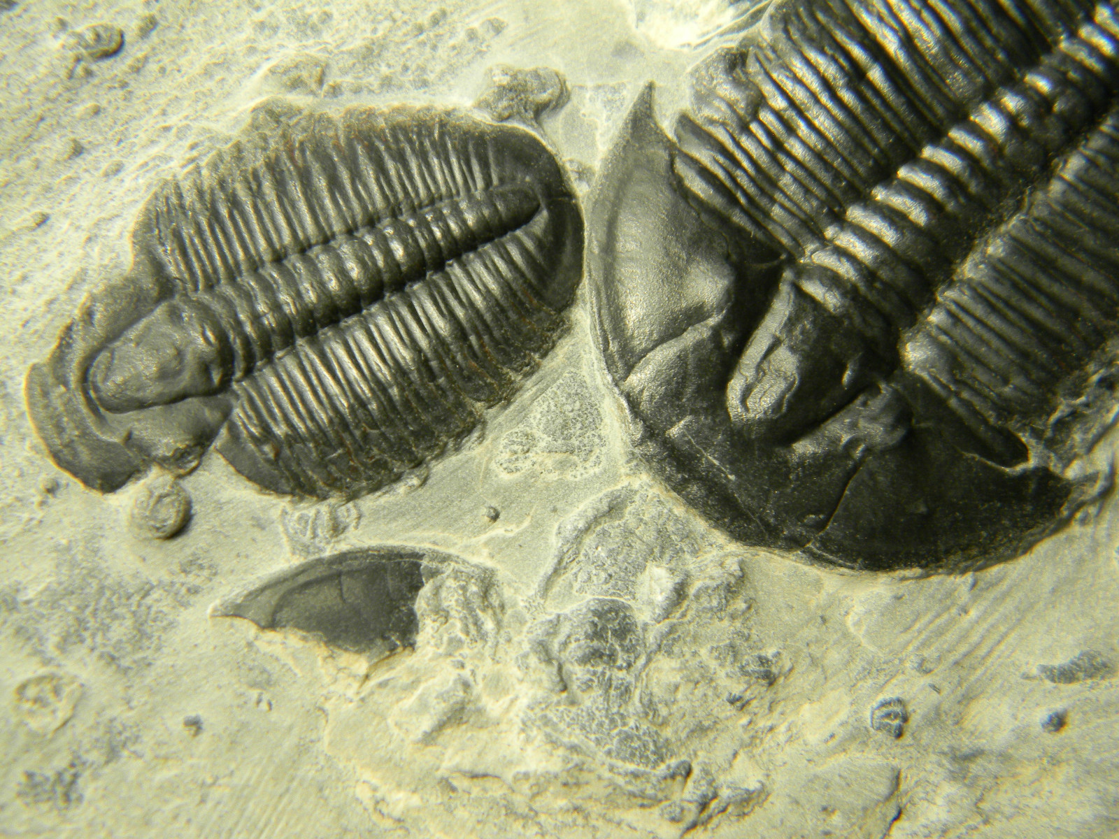 ฟอสซิล Trilobite จากรัฐ Utah USA T3 #TLB004