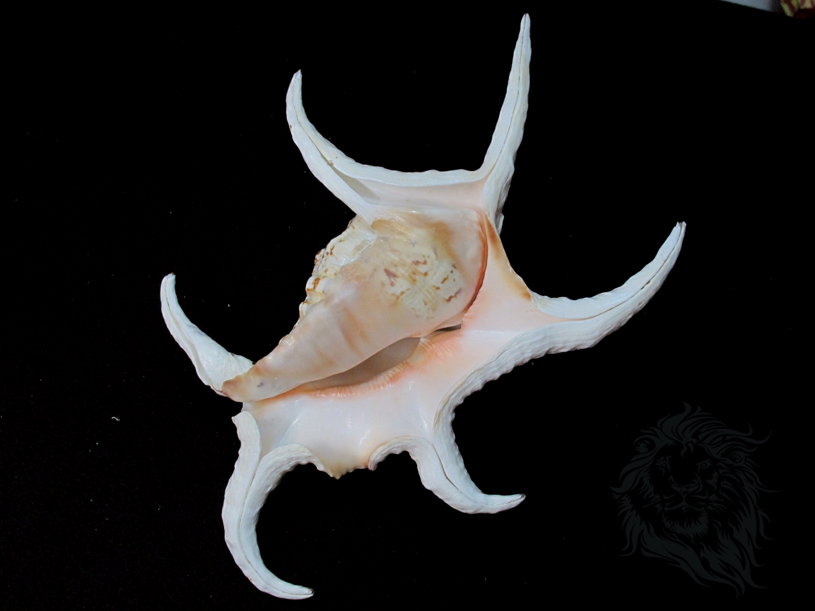 ขายเปลือกหอยจักรนารายณ์ Lambis chiragra สภาพสมบูรณ์ #LC000