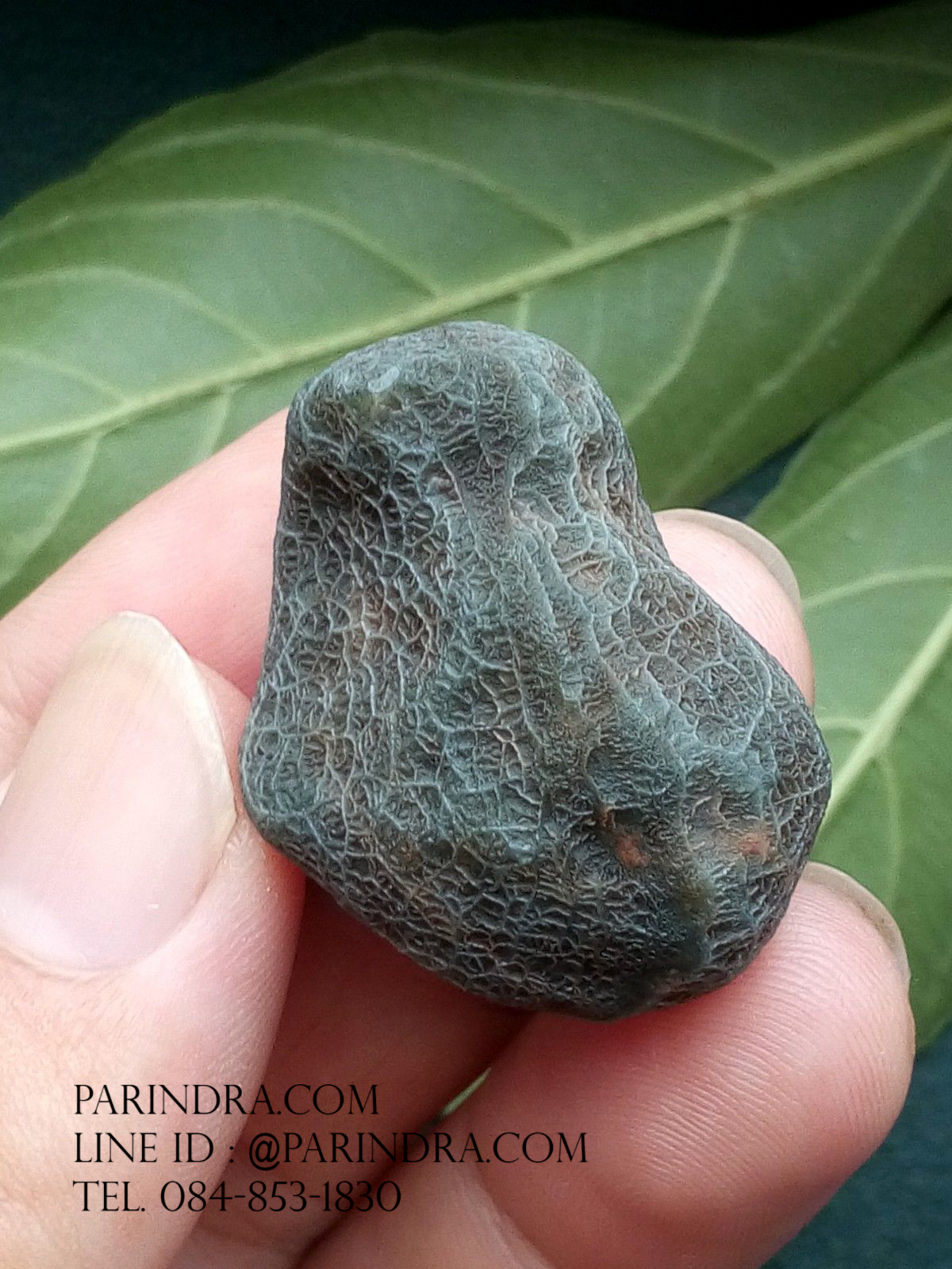 หินรูปทรงประหลาดจากทะเลทรายโกบี GOBI Filament Stone #GOBI002