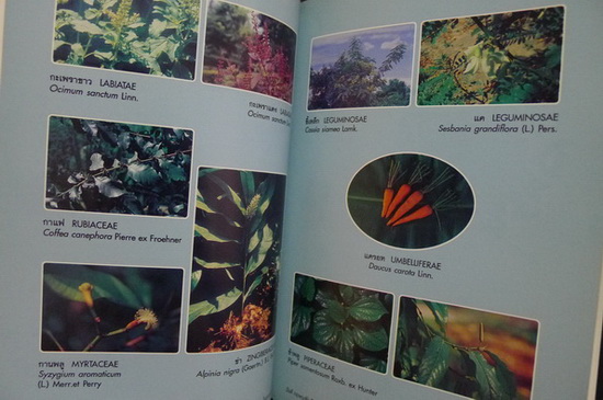 สมุนไพรในสวนครัว ผลงานของ วันดี กฤษณพันธ์ , เอมอร โสมนะพันธุ์ และเสาวณี สุริยาภณานนท์