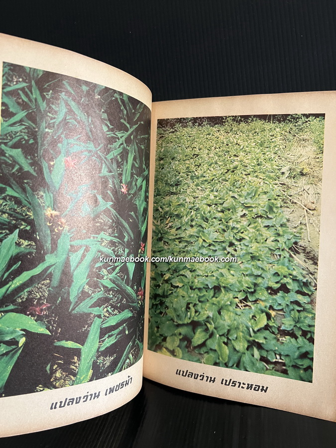 อภินิหารว่านศักดิ์สิทธิ์ : ค้นคว้าและเรียบเรียง โดย เชษฐา พยากรณ์