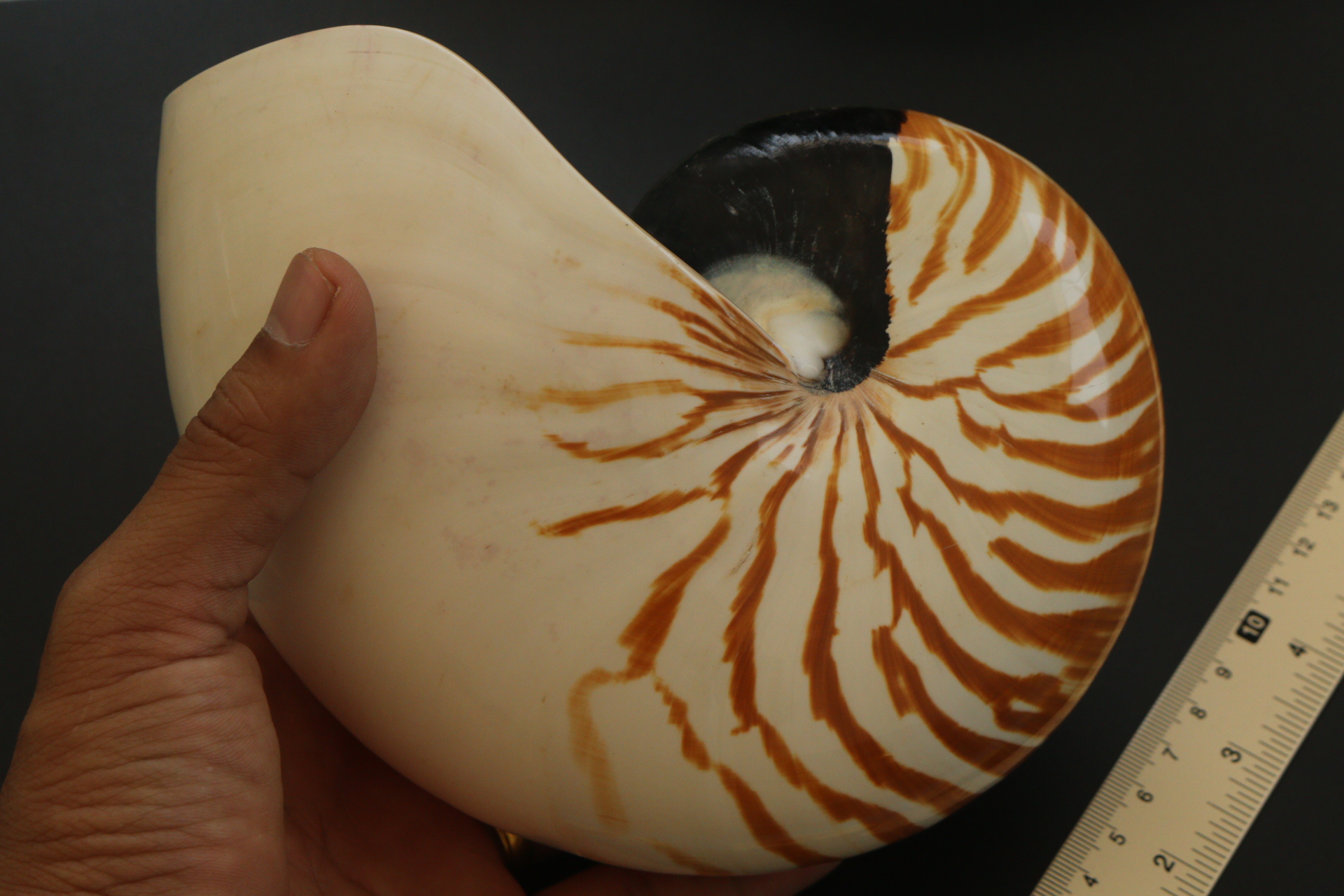 เปลือกหอยงวงช้าง นอติลุส Nautilus pompilus ขนาด 7 นิ้ว #003