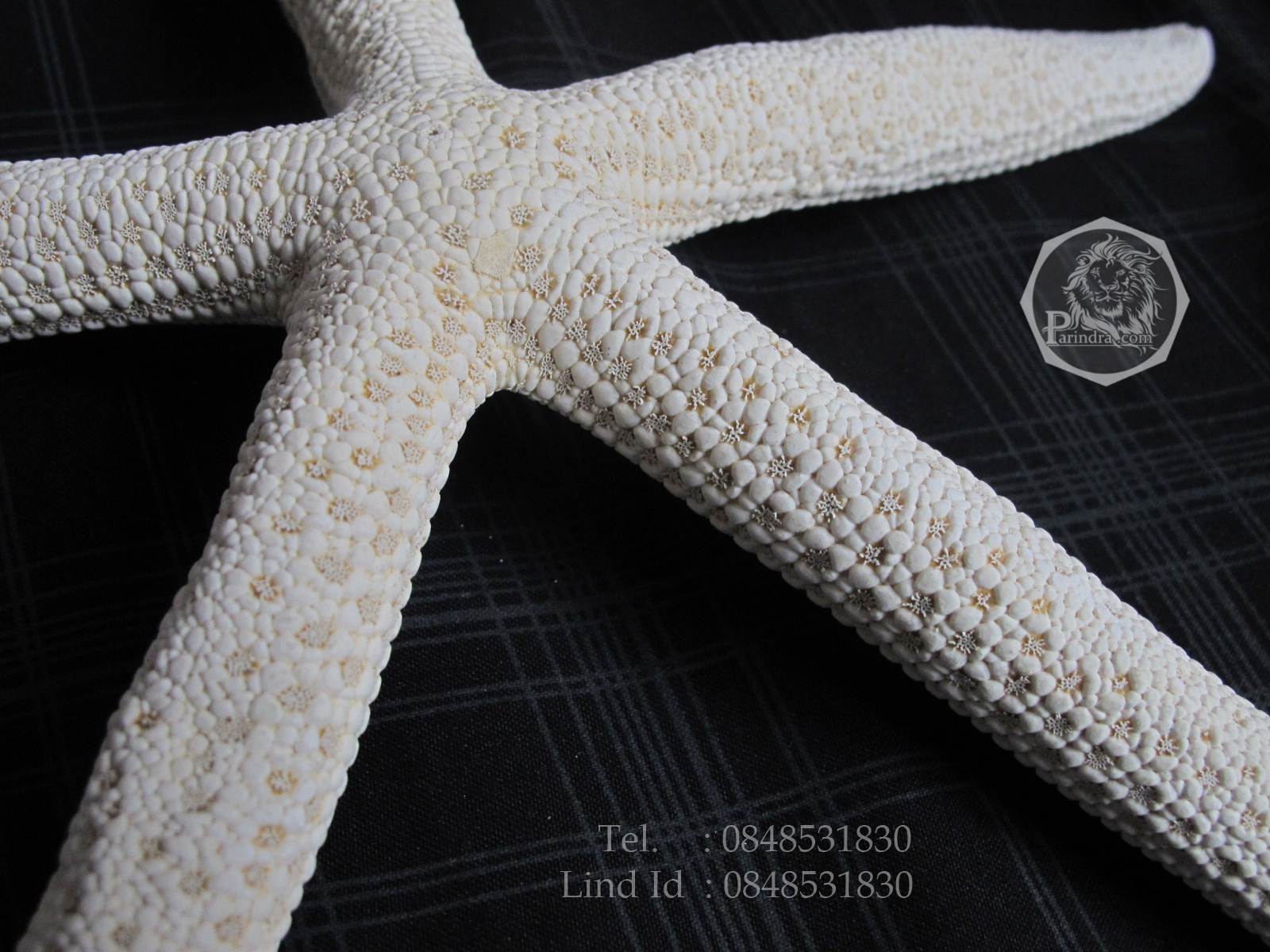 ปลาดาวขนาดใหญ่ ขนาด 7 นิ้ว สวยคัดพิเศษ