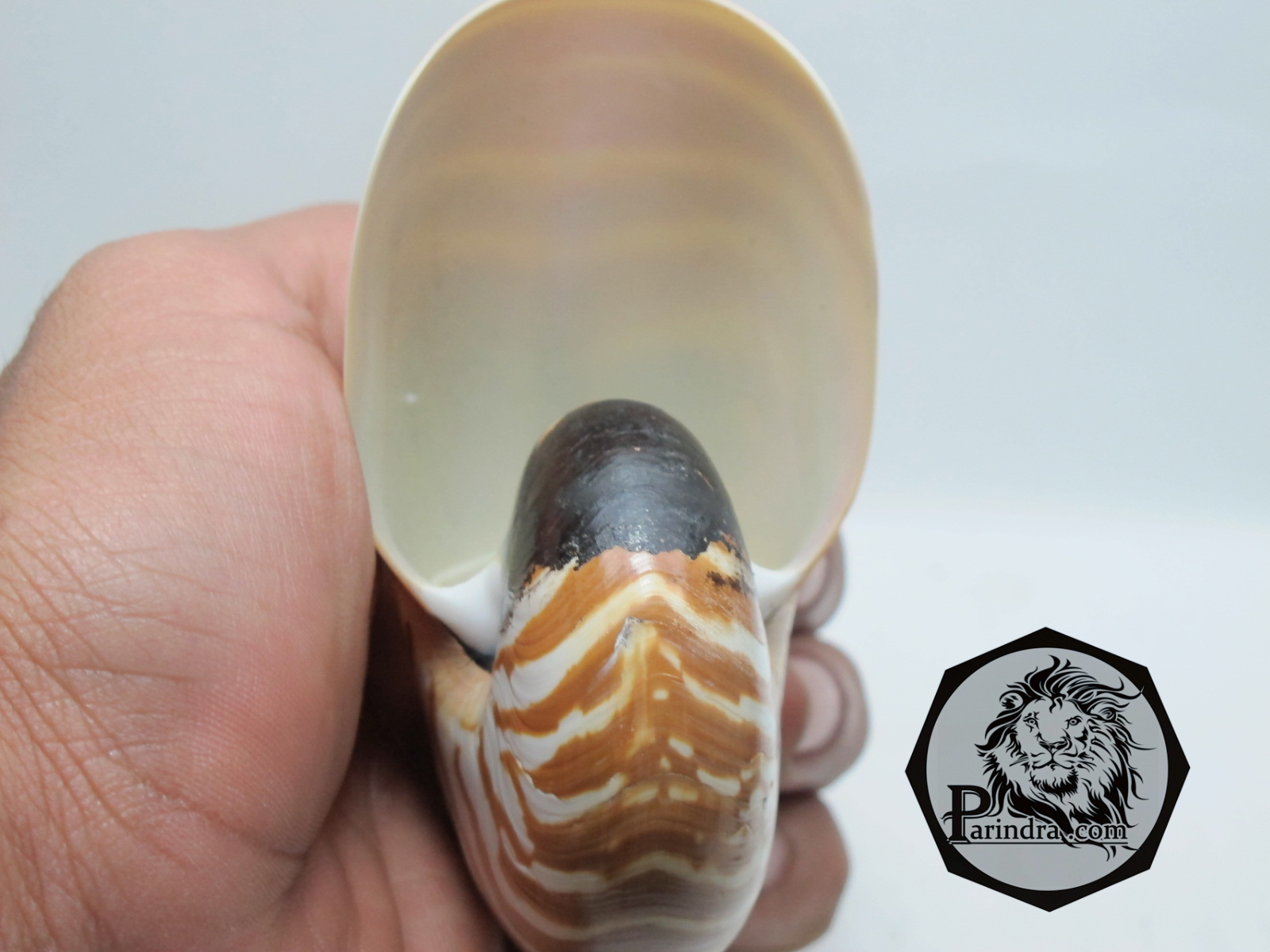 ขายเปลือกหอย นอติลุส งวงช้าง ขนาดเล็ก ผิวธรรมชาติยังไม่ขัด คัดสวย