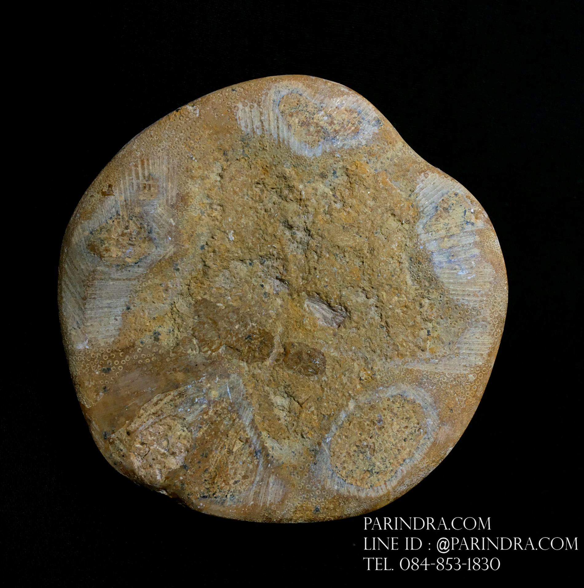 ฟอสซิล Sand Dollar FOSSIL Echinoid จาก Madagascar #SDF002