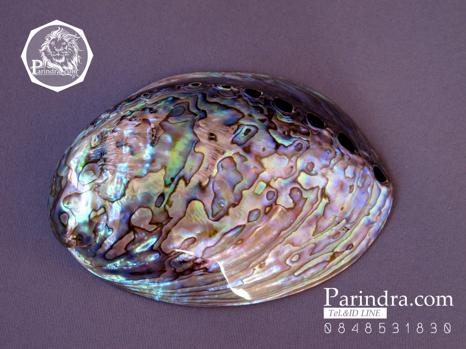 เปลือกหอยเป๋าฮื้อแท้ (Abalone) ขัด สีปีกแมลงทับ ขนาดใหญ่ HA001
