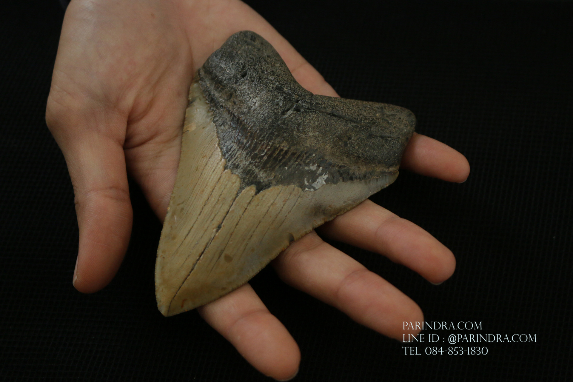 ฟันฉลามยักษ์เมกาโลดอน Megalodon ขนาด 4.45" #MGT008