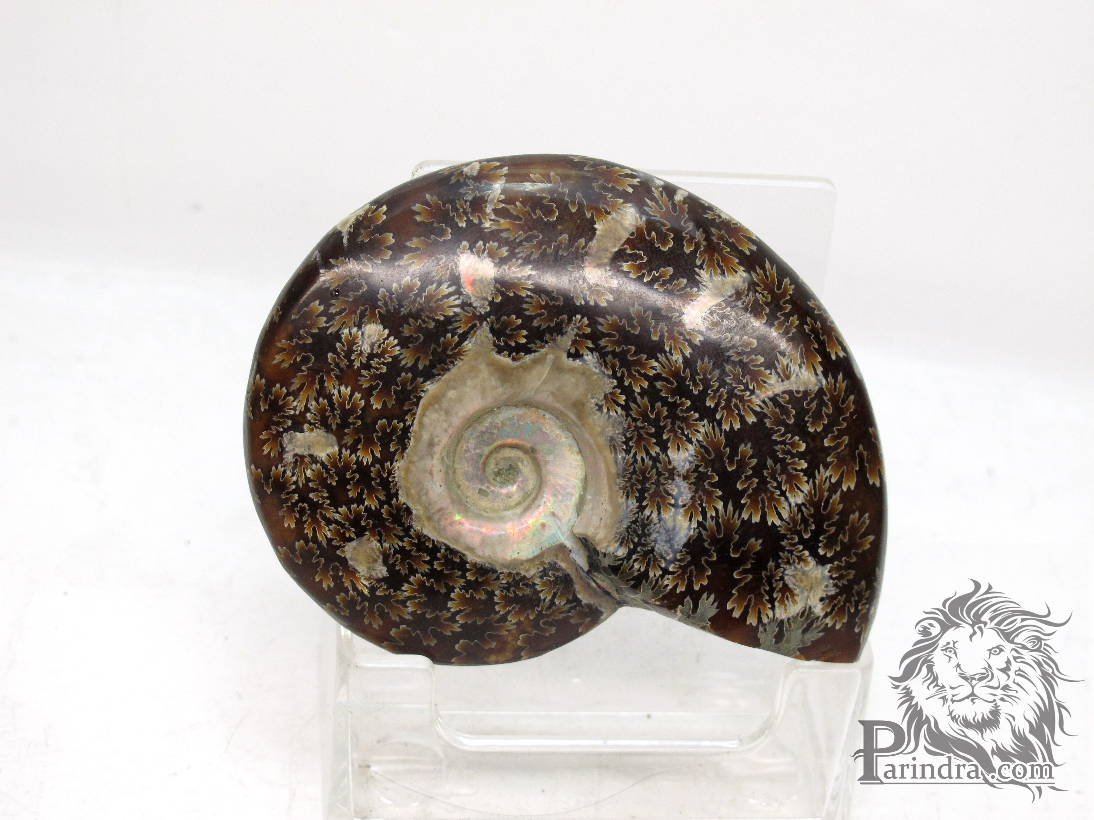 ฟอสซิล Ammonite (Cleoniceras besairiei) Fossil M4 คัดสวยพิเศษ