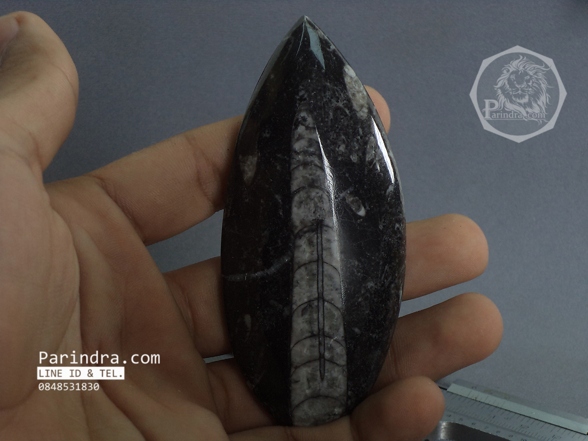 ฟอสซิล Nautiloid ออโทเซอรัส (Orthoceras sp.) - จาก Morocco #OT003