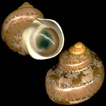 ฝาปิดหอยตาวัว (อิ่งอ้อย) ขัดขาว ขนาดเล็ก