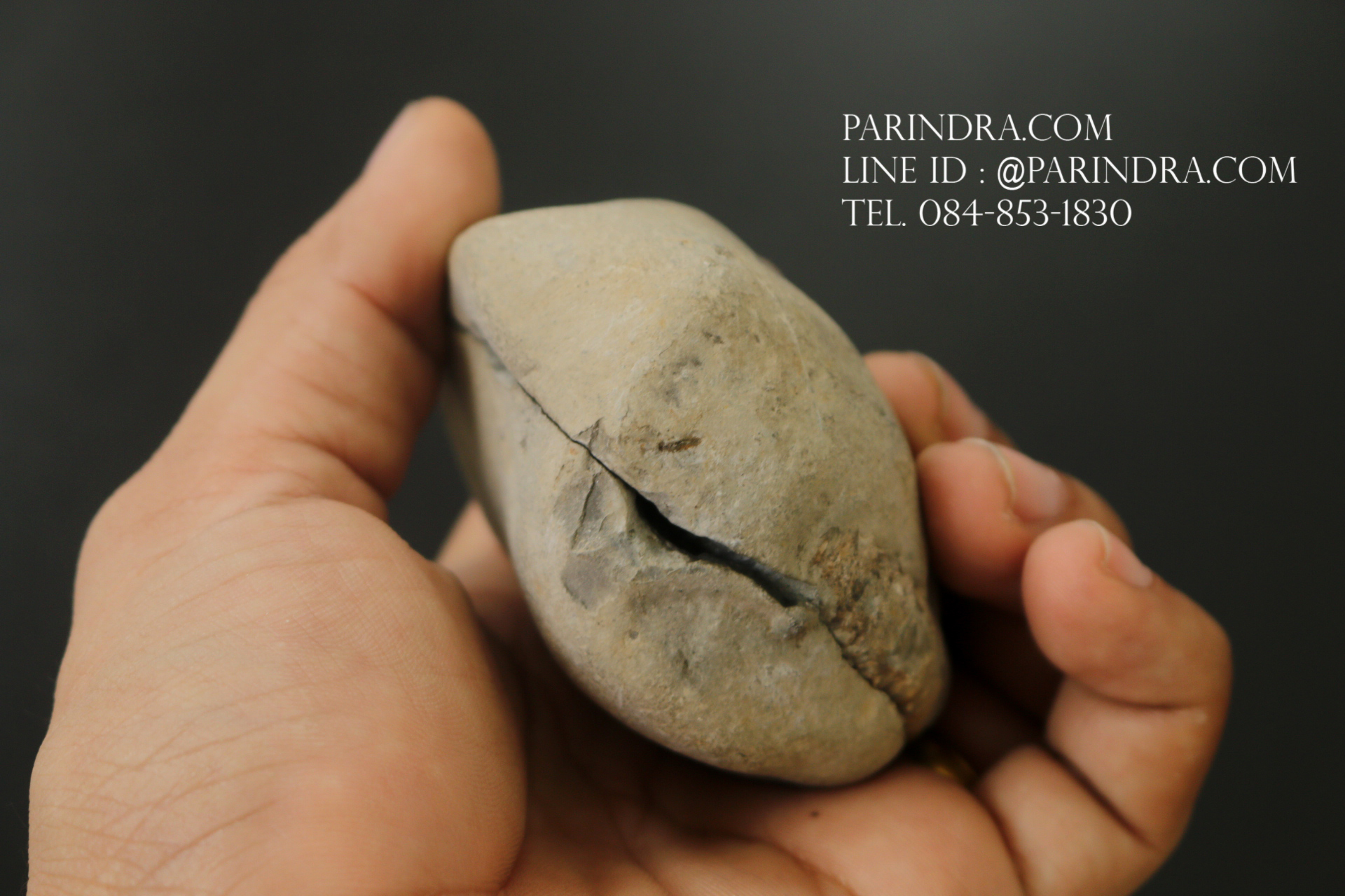 ฟอสซิล แอมโมไนต์ Ammonite Dactylioceras commune Whitby UK #AM039