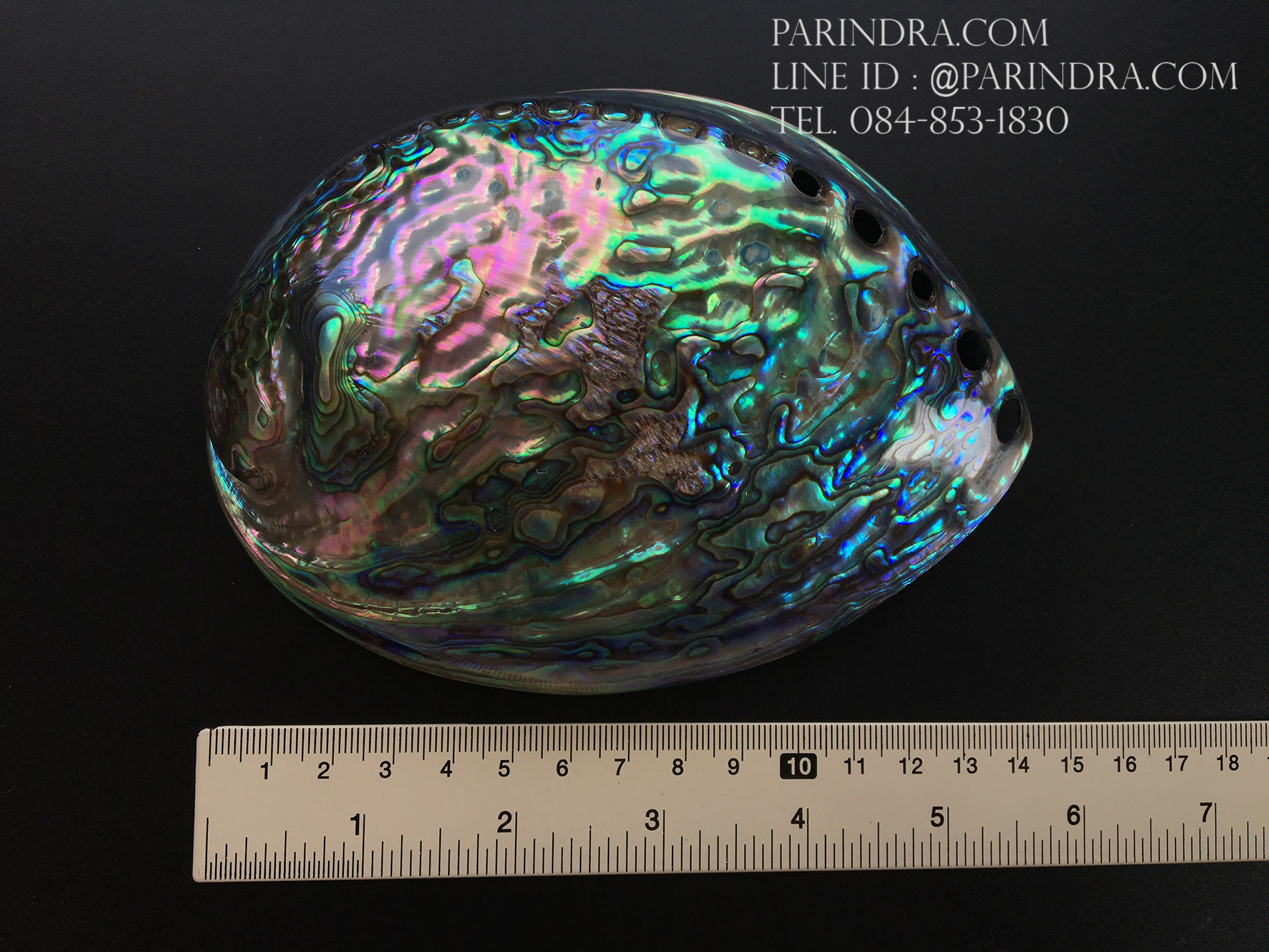 เปลือกหอยเป๋าฮื้อแท้ (Abalone) นิวซีแลนด์ ขัด สีปีกแมลงทับ #HA006