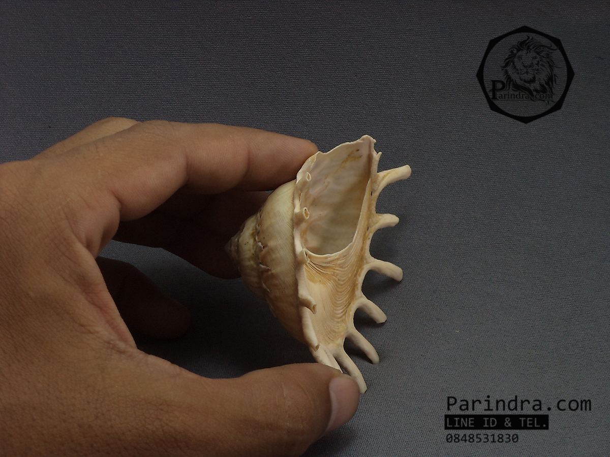 เปลือกหอยพระอาทิตย์ Stellaria Solaris หายาก ขนาด 3นิ้ว สำหรับนักสะสมเปลือกหอย