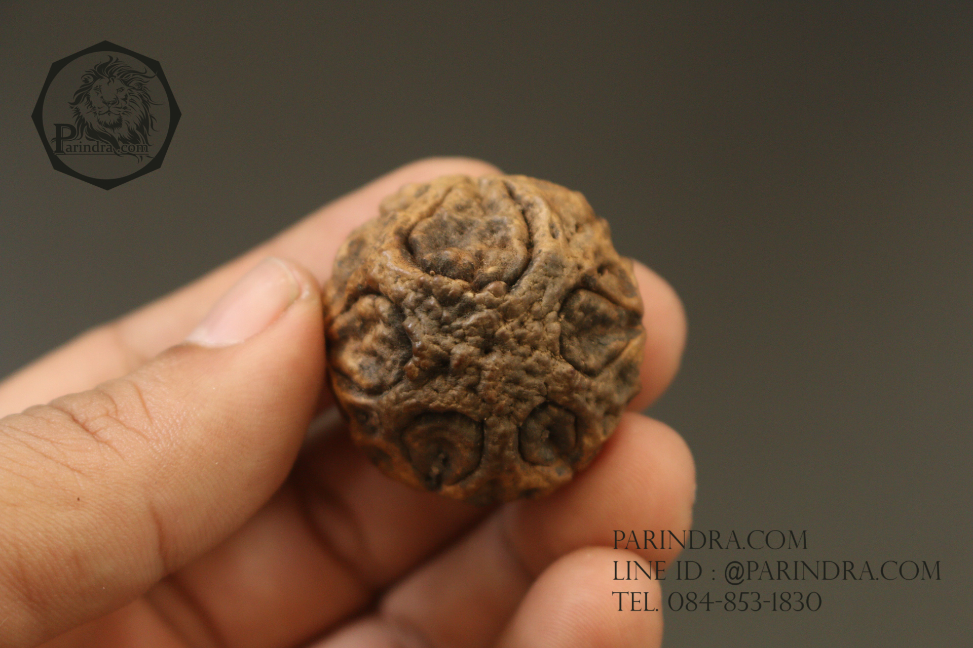 ว่านพระเจ้า 5 พระองค์ คัดสวยพิเศษ PS7