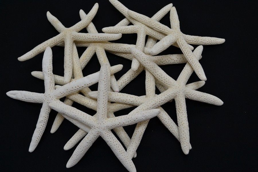 ปลาดาว สายพันธ์ ตัวผอมขนาด 4 นิ้วครึ่ง สวยคัดพิเศษ ใช้ในงานตกแต่ง ราคา 45 บาท