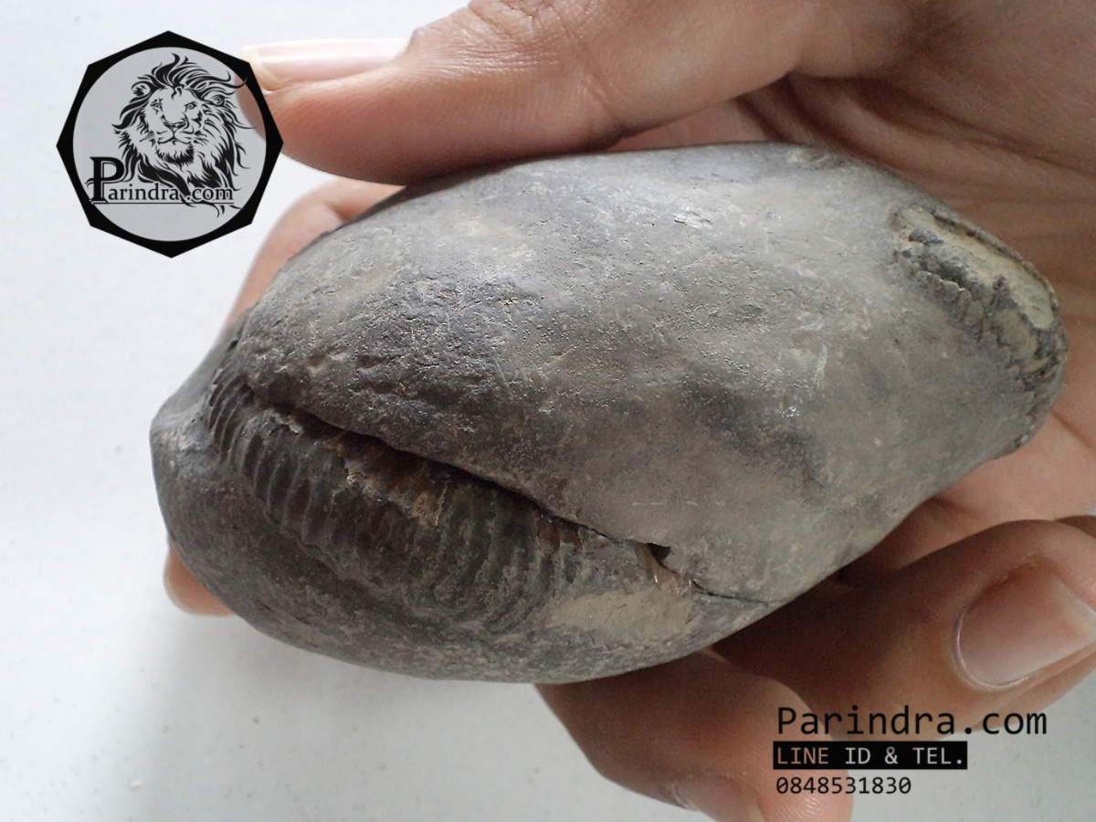 ฟอสซิลหอย Ammonite Dactylioceras commune , Poss/Neg Matrix, Whitby Fossil UK #AM001
