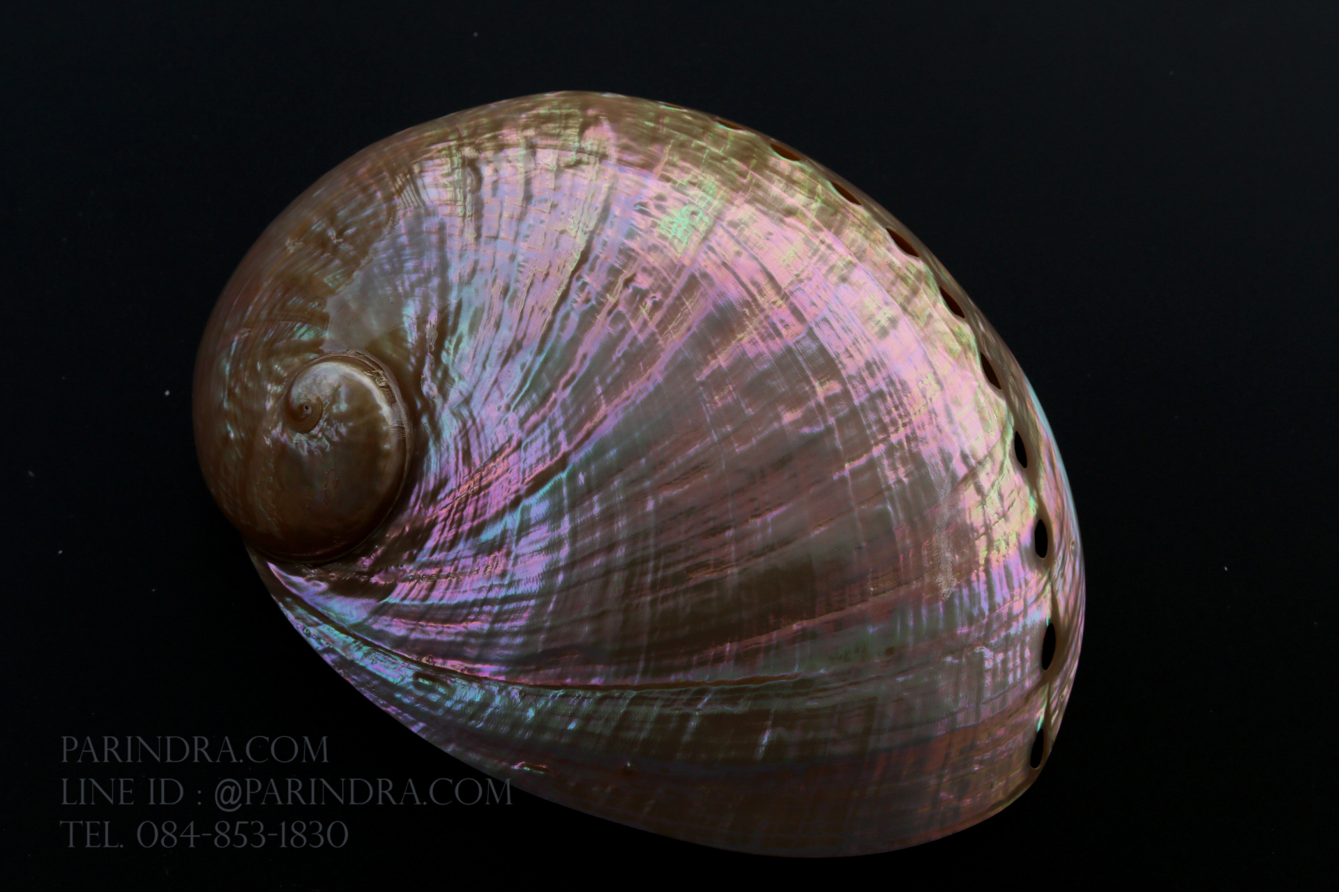 เปลือกหอยเป๋าฮื้อแท้ (Abalone) ขัด สีฃมพูเหลือบรุ้ง ขนาดใหญ่ 6 นิ้ว สำหรับตกแต่งและงานฝีมือ