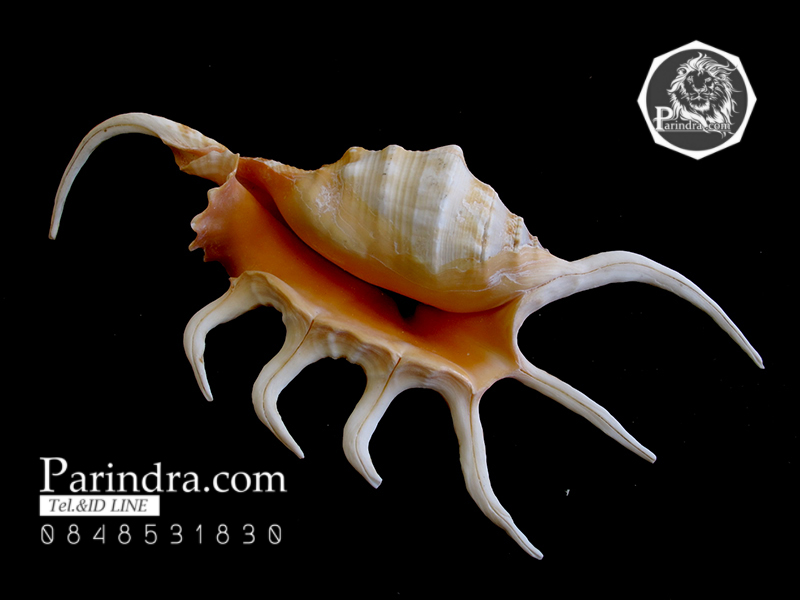 ขายเปลือกหอยจักรนารายณ์ LAMBIS CROCATA สภาพสมบูรณ์ #LC001