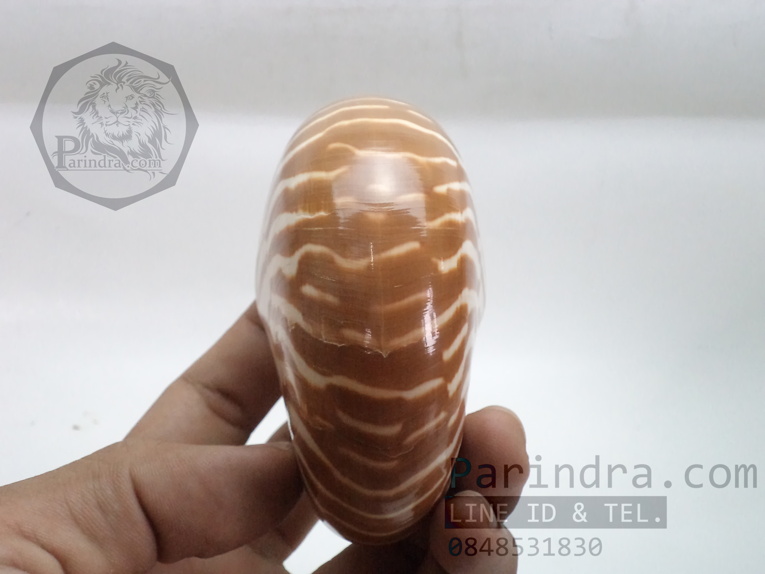 เปลือกหอย นอติลุส หอยงวงช้าง ขนาดเล็ก ขนาดประมาณ 3 นิ้ว ผิวสีธรรมชาติ