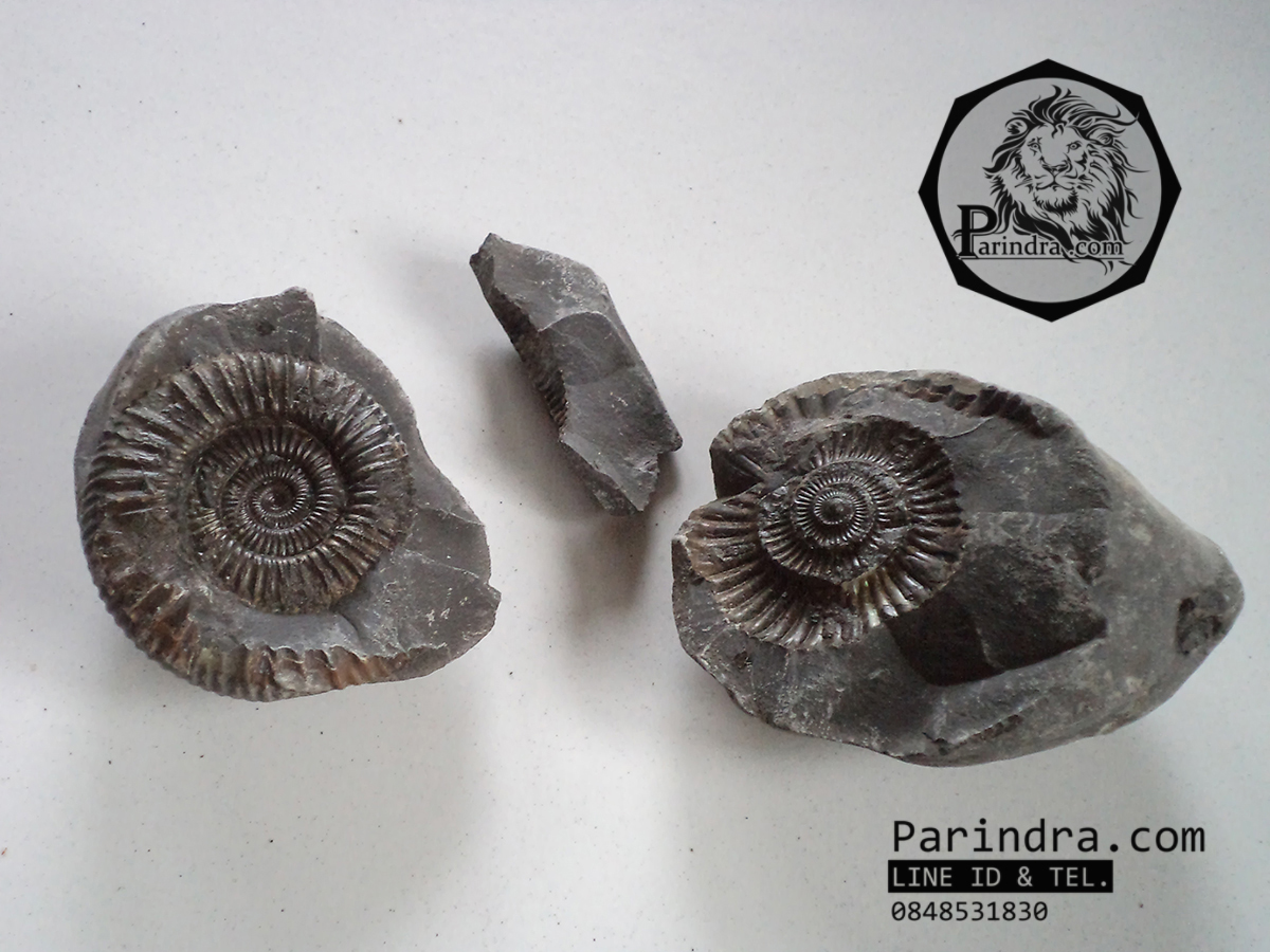 ฟอสซิลหอย Ammonite Dactylioceras commune , Poss/Neg Matrix, Whitby Fossil UK #AM001