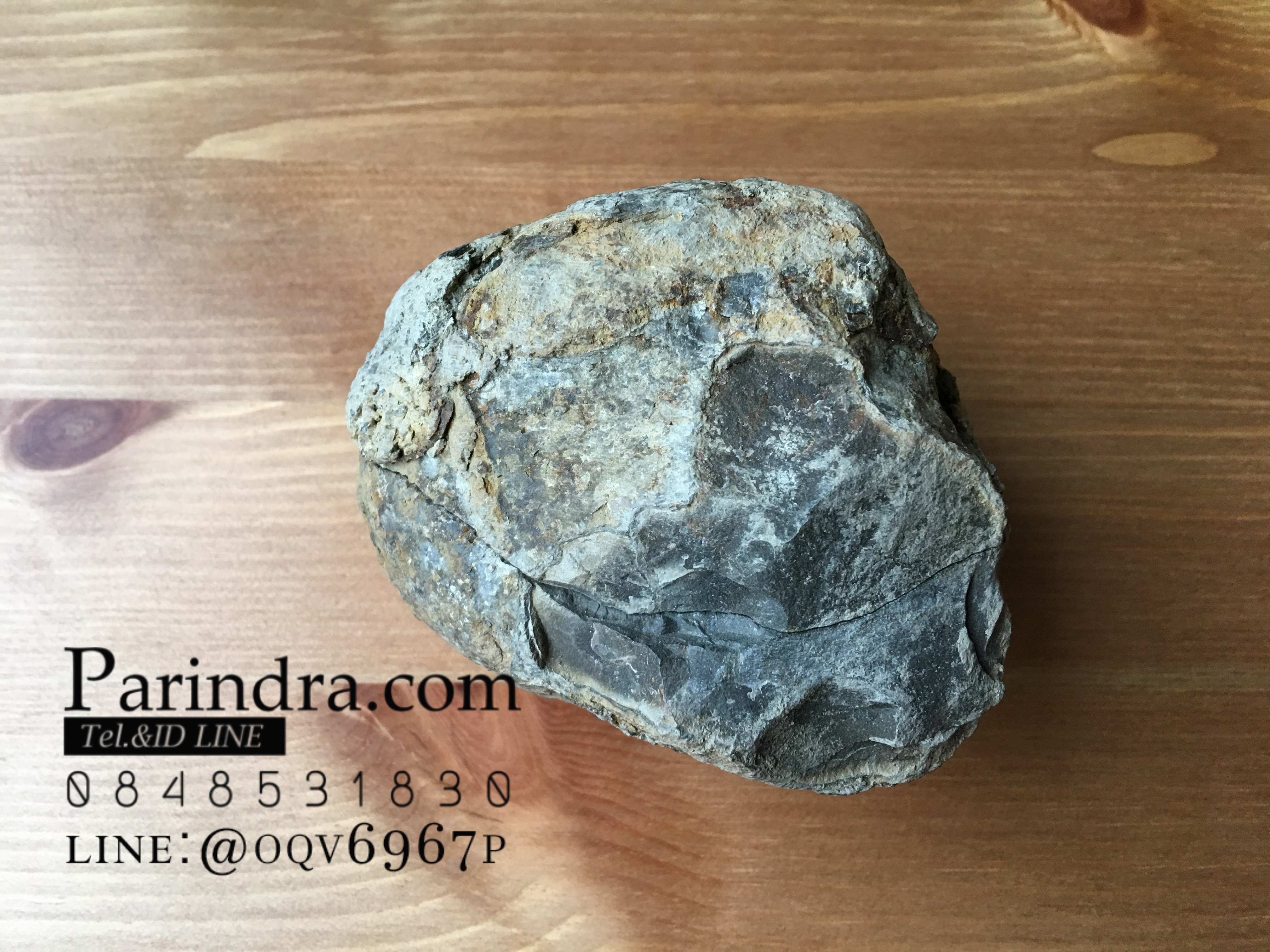 ฟอสซิล แอมโมไนต์ Ammonite Dactylioceras commune Whitby UK #AM037