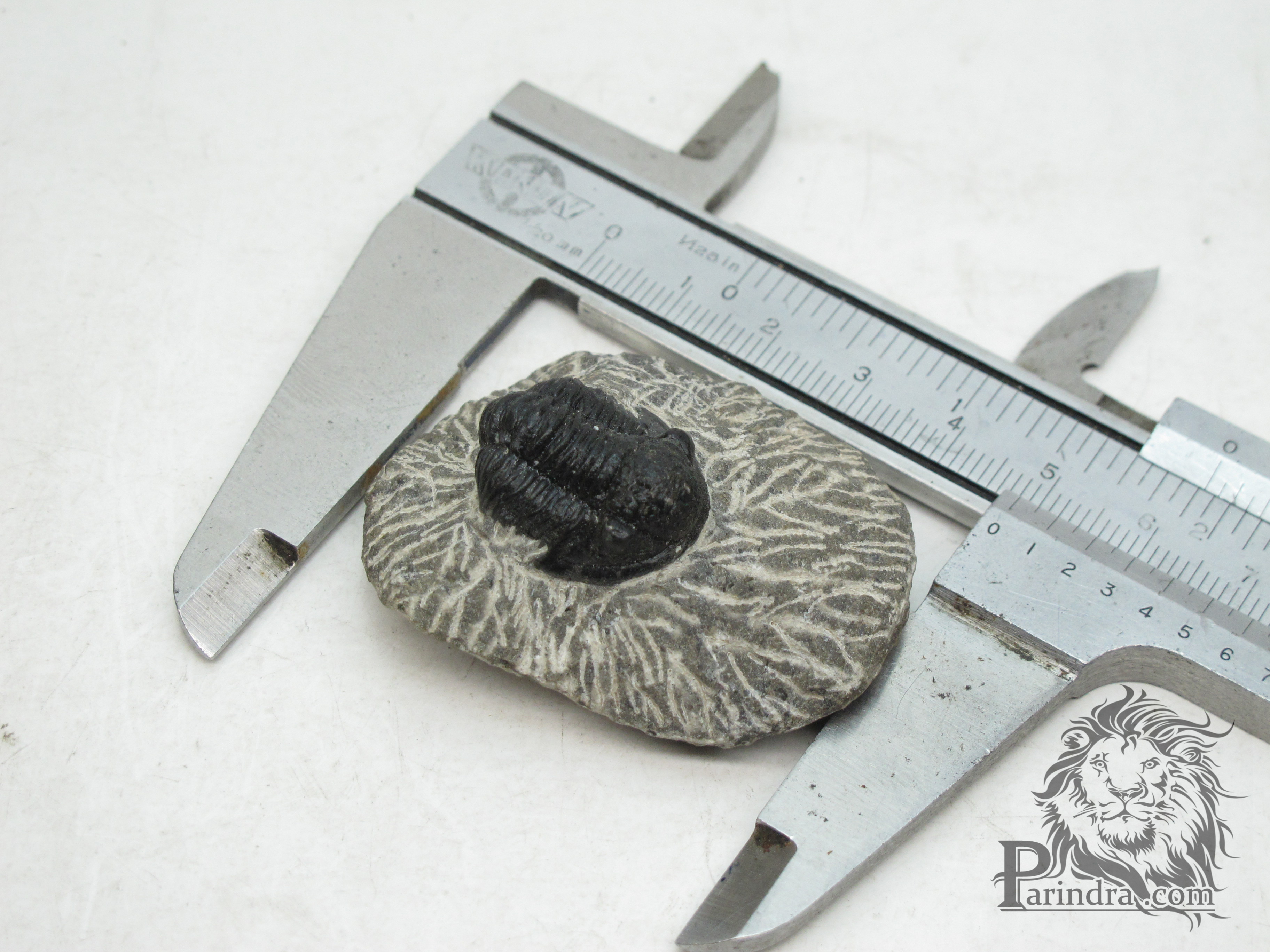 ฟอสซิล Trilobite จากประเทศ Morocco #TLB002