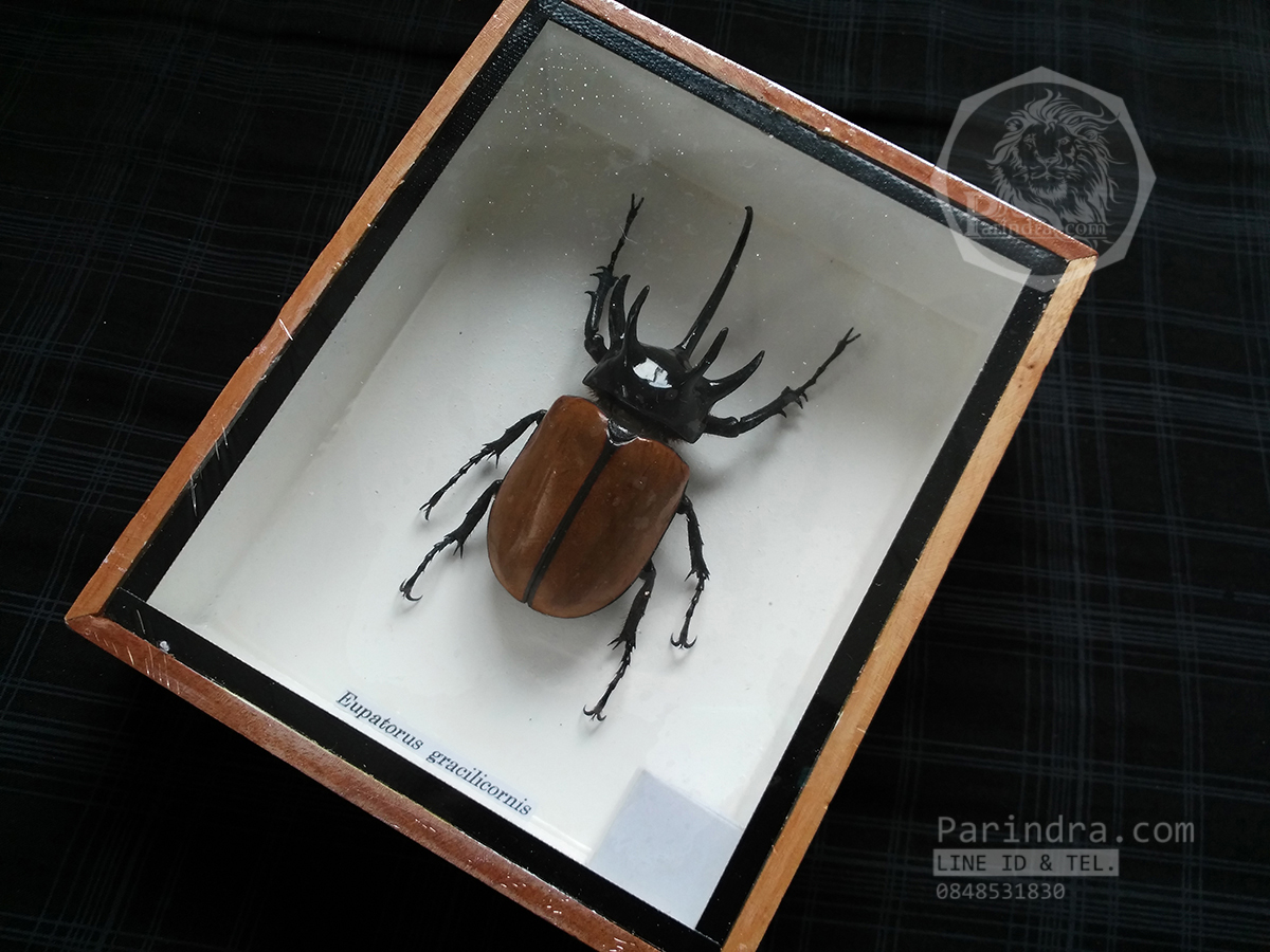 ด้วงกว่างห้าเขา กว่างซางเหนือ ( Eupatorus gracilicornis Arrow ) เพศผู้ ในกรอบไม้น้ำตาล สำหรับตั้งโชว์ ขนาด 5x6 นิ้ว