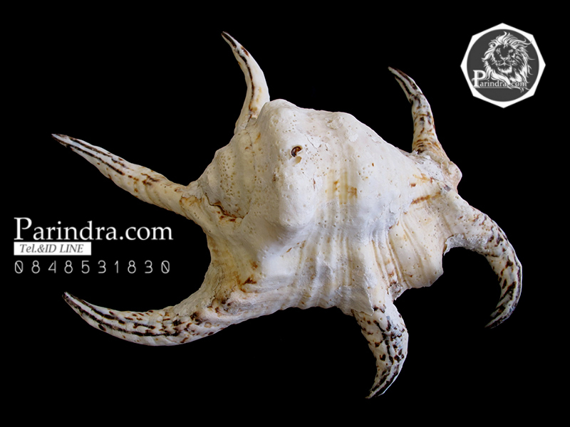 ขายเปลือกหอยจักรนารายณ์ Lambis chiragra สภาพสมบูรณ์ ขนาดใหญ่ 9 นิ้ว #LC003