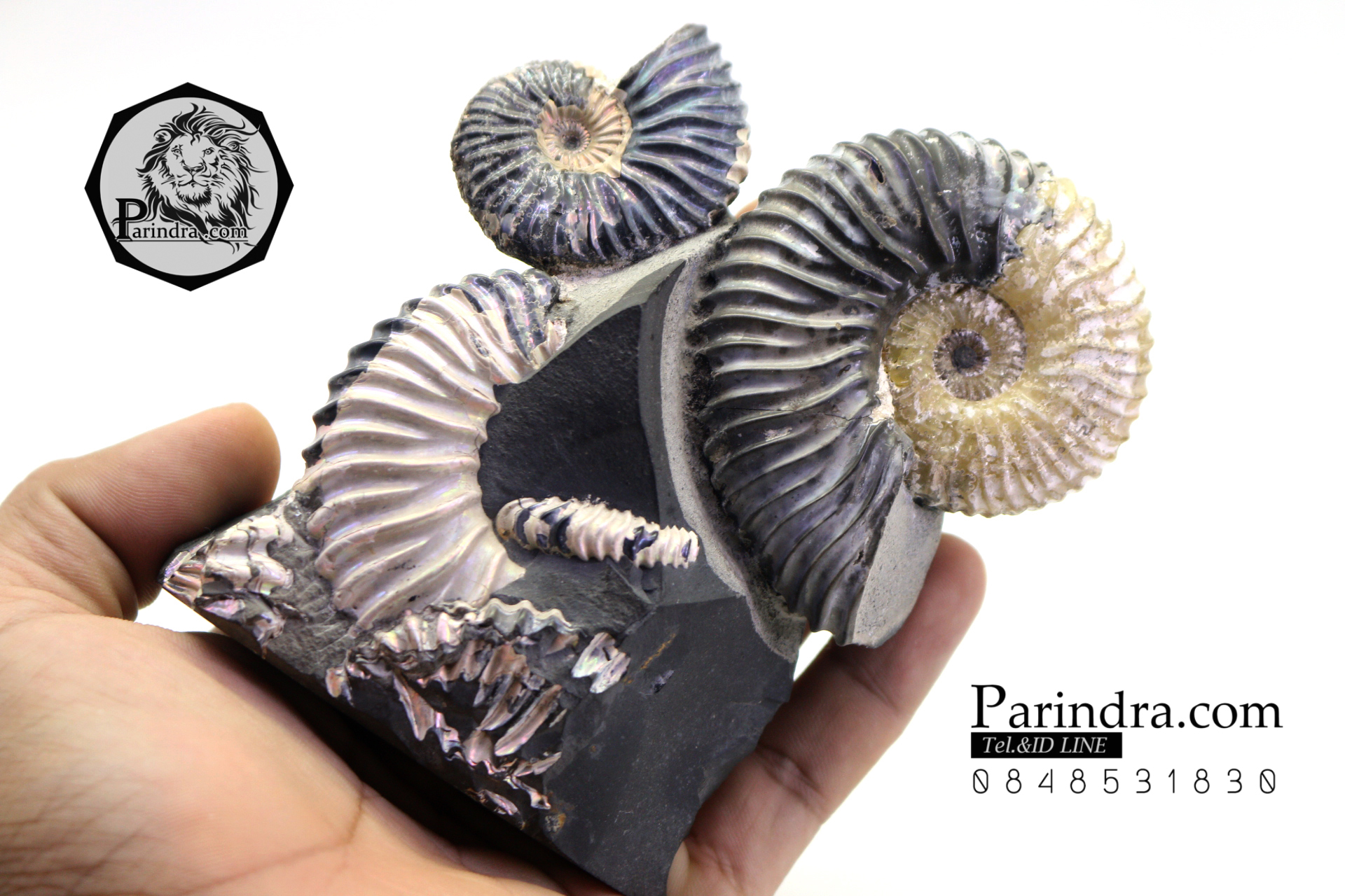 ฟอสซิล แอมโมไนต์ Ammonite Deschaesites - จาก Middle Volga, Russia #AM035