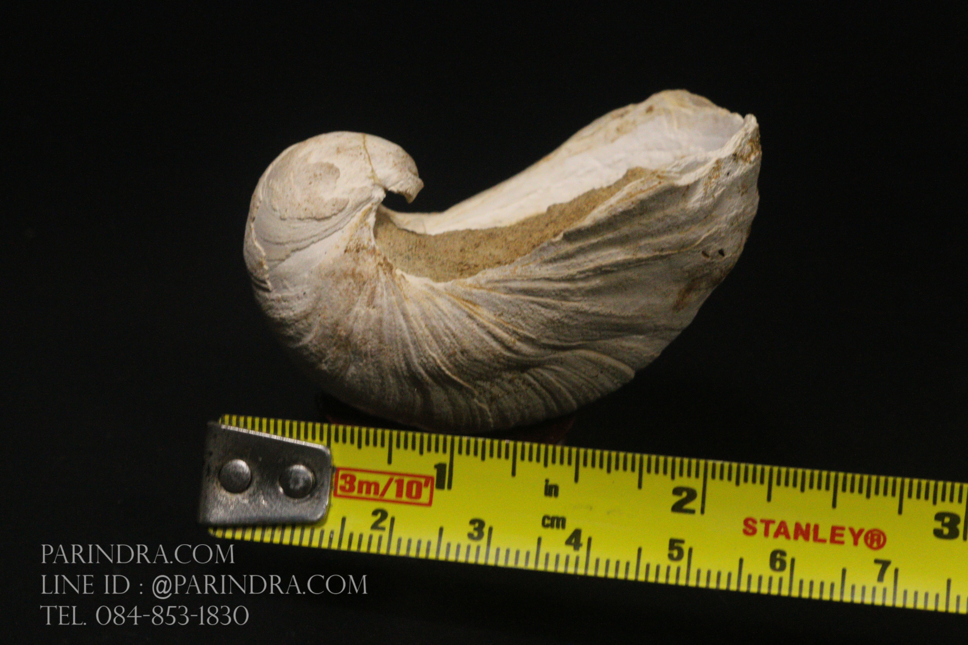 ฟอสซิลหอยนางรมโบราณ ชนิด Gryphaea arcuata จาก France #GRY002