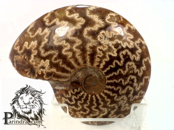 ฟอสซิลหอย Ammonite (Cleoniceras besairiei) #AM022