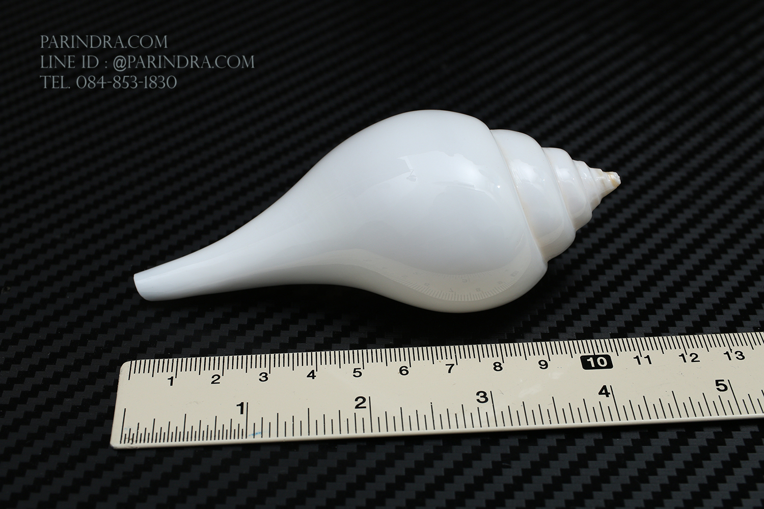 หอยสังข์อินเดียแท้ หอยสังข์เป่า หอยสังข์รดน้ำ (Turbinella pyrum) ขนาด 4 นิ้ว #TUP002