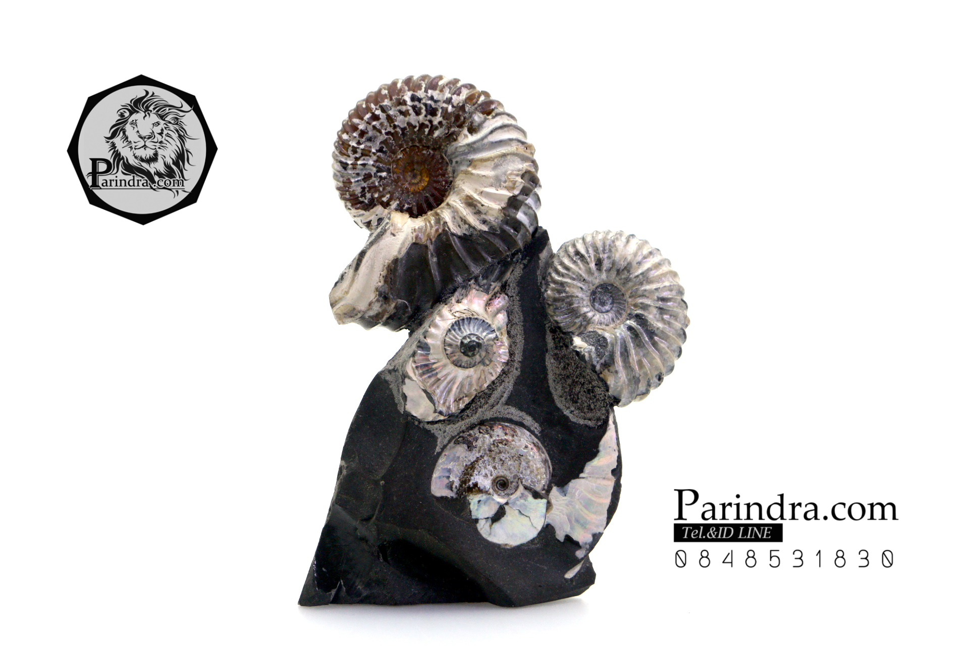 ฟอสซิล แอมโมไนต์ Ammonite Deschaesites และ Aconeceras- จาก Middle Volga, Russia #AM032