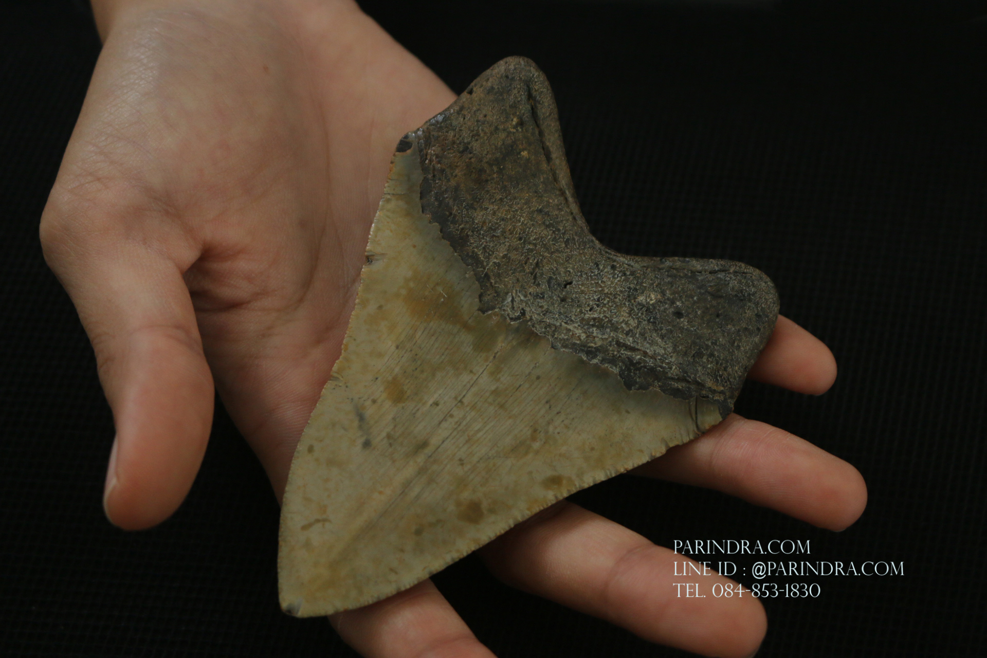 ฟันฉลามยักษ์เมกาโลดอน Megalodon ขนาด 4.45" #MGT008