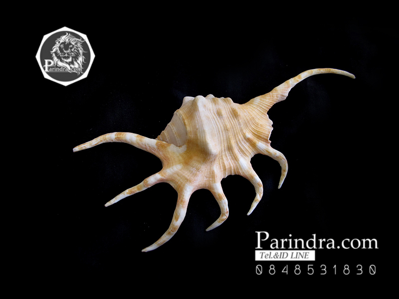 ขายเปลือกหอยจักรนารายณ์ LAMBIS CROCATA สภาพสมบูรณ์ #LC002 สำเนา